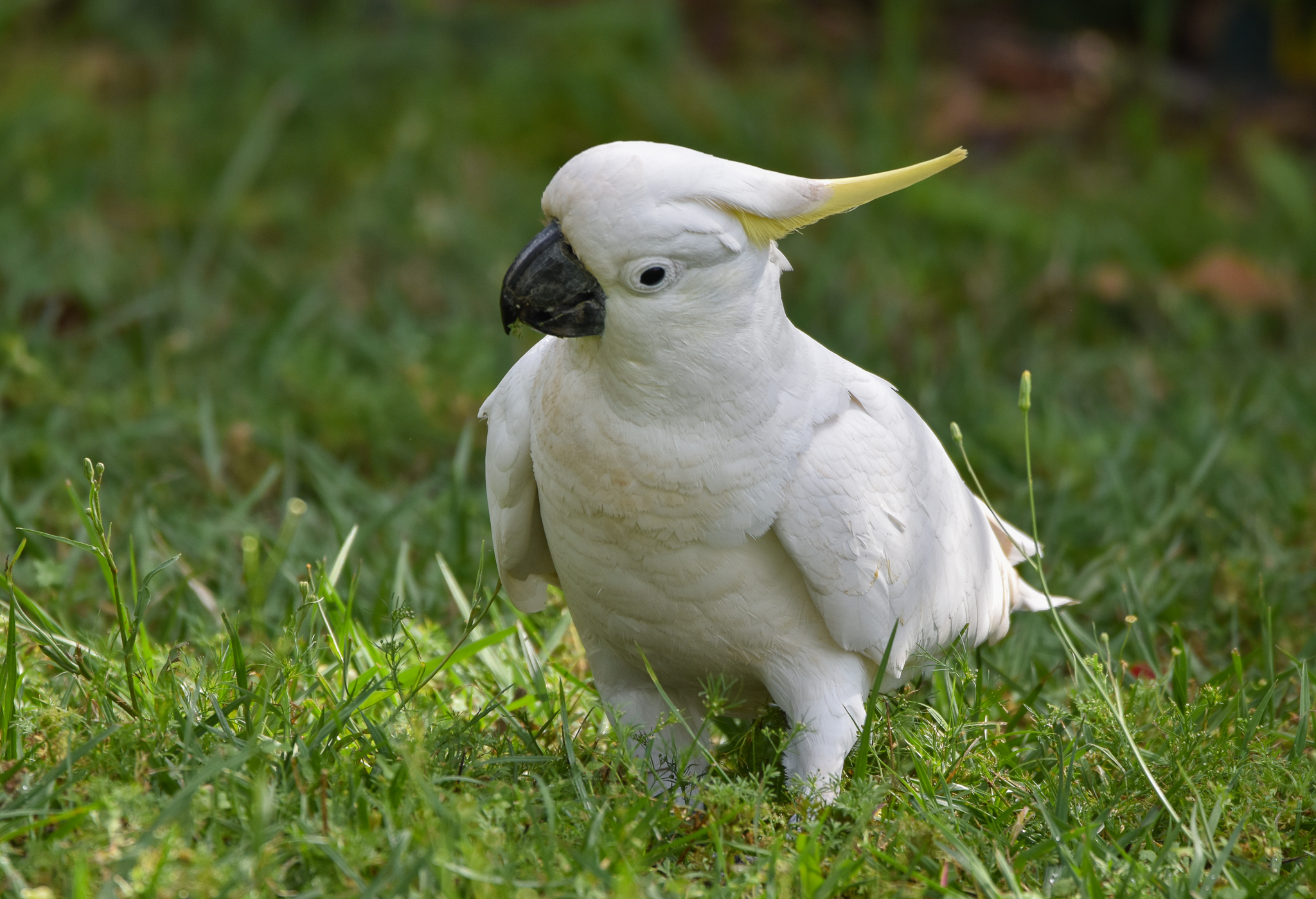 Sulphur-crested Cockatoo