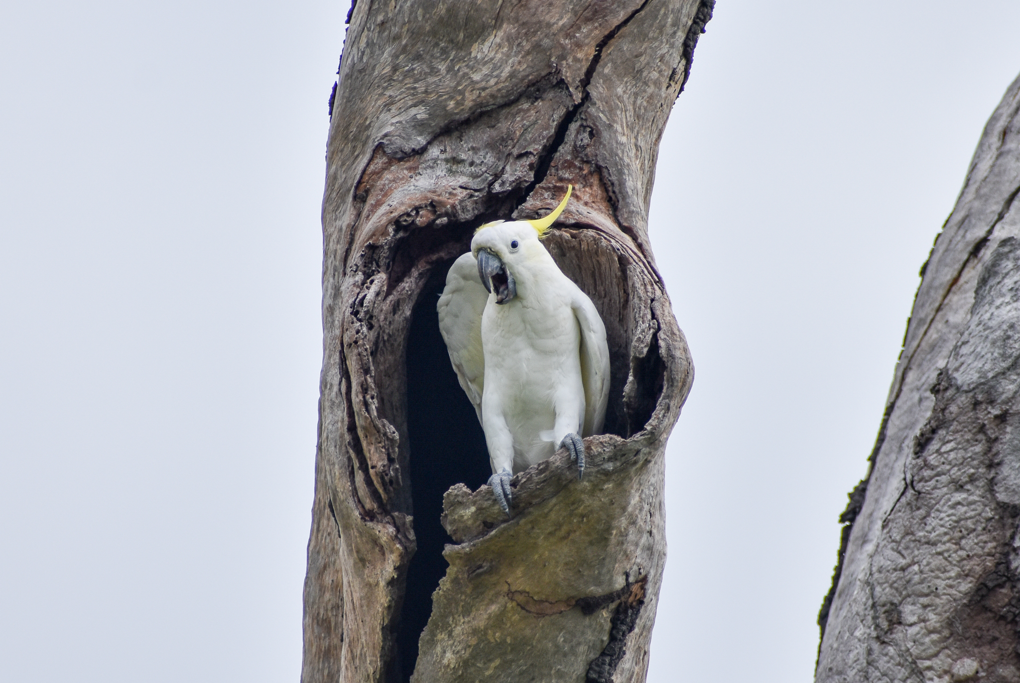 Sulphur-crested Cockatoo