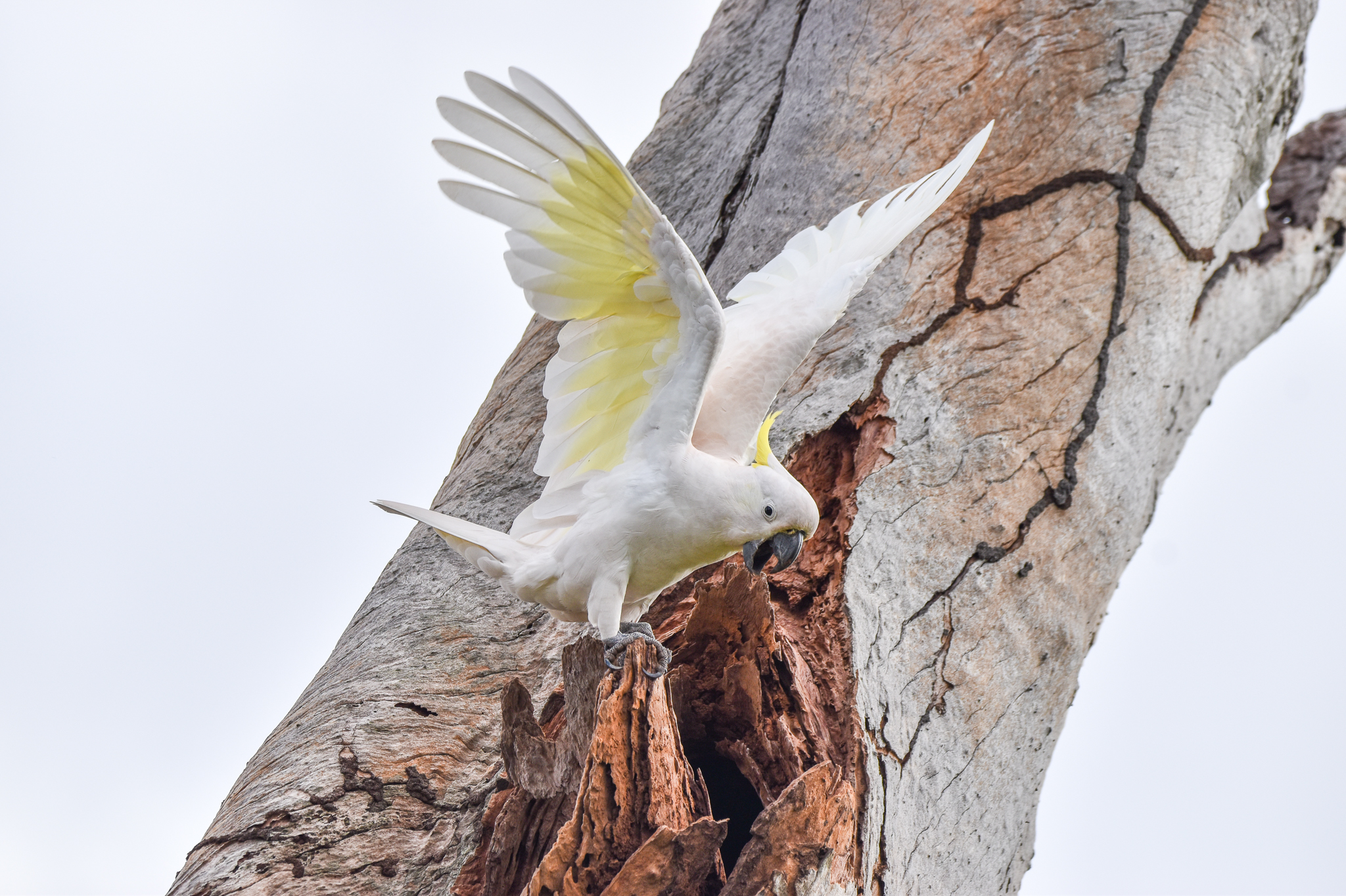 Sulphur-crested Cockatoo