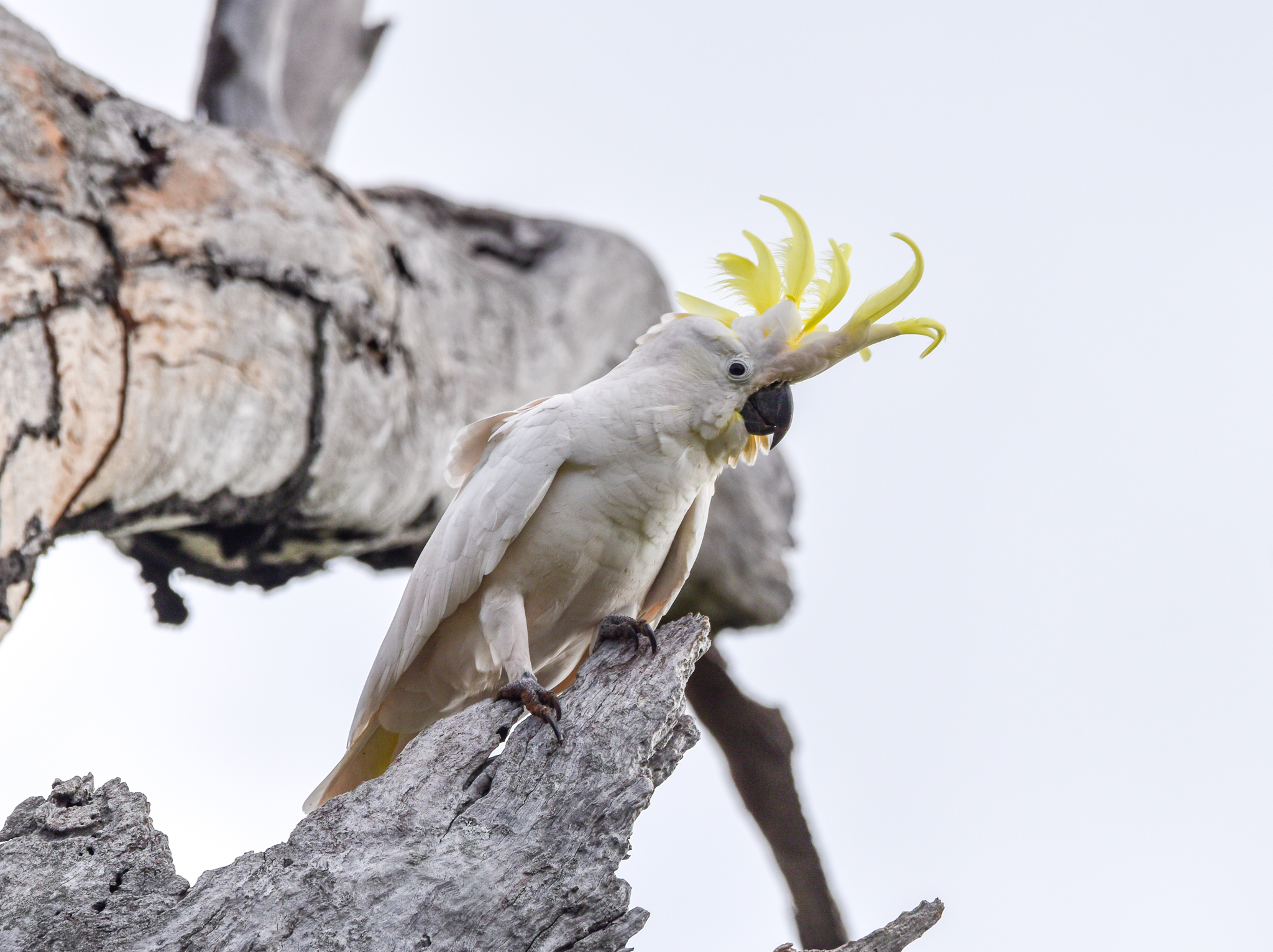 Sulphur-crested Cockatoo