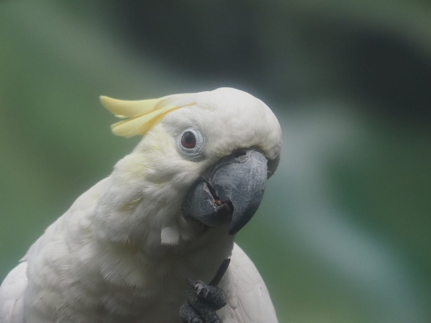 Sulphur-Crested Cockatoo