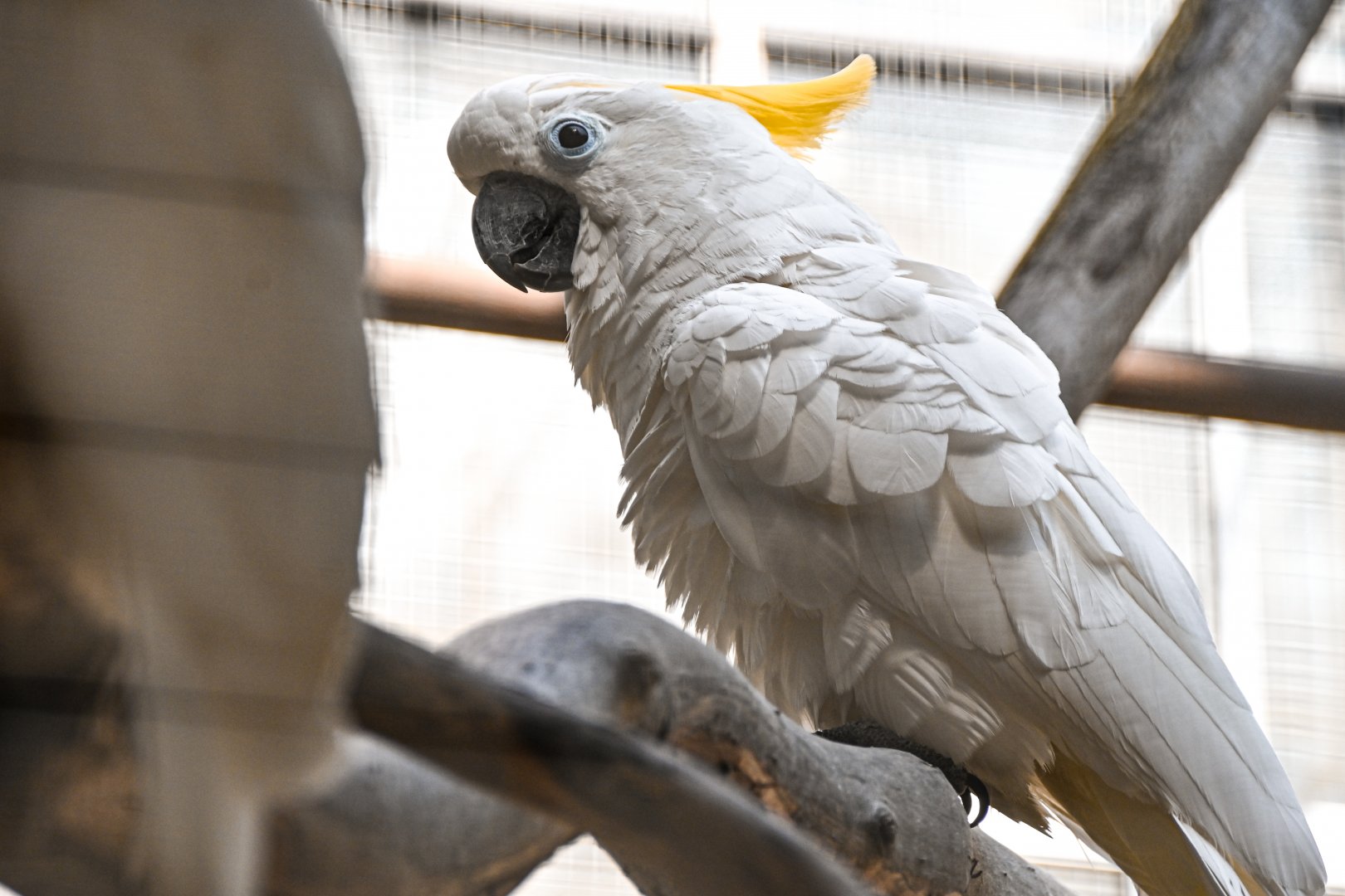 Sulphur-crested cockatoo
