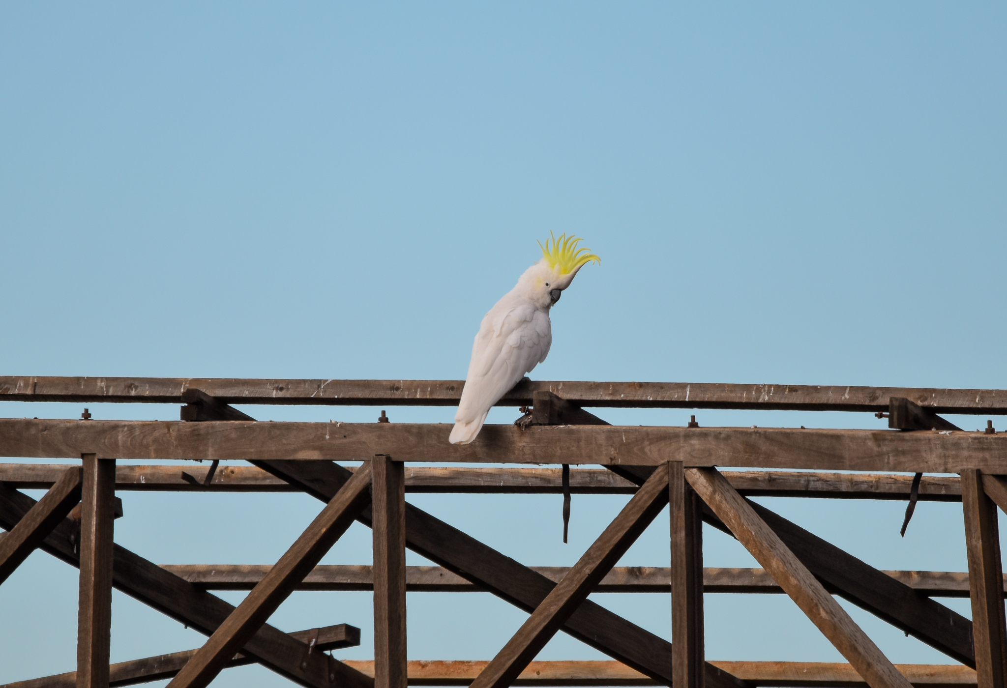 Sulphur-crested Cockatoo