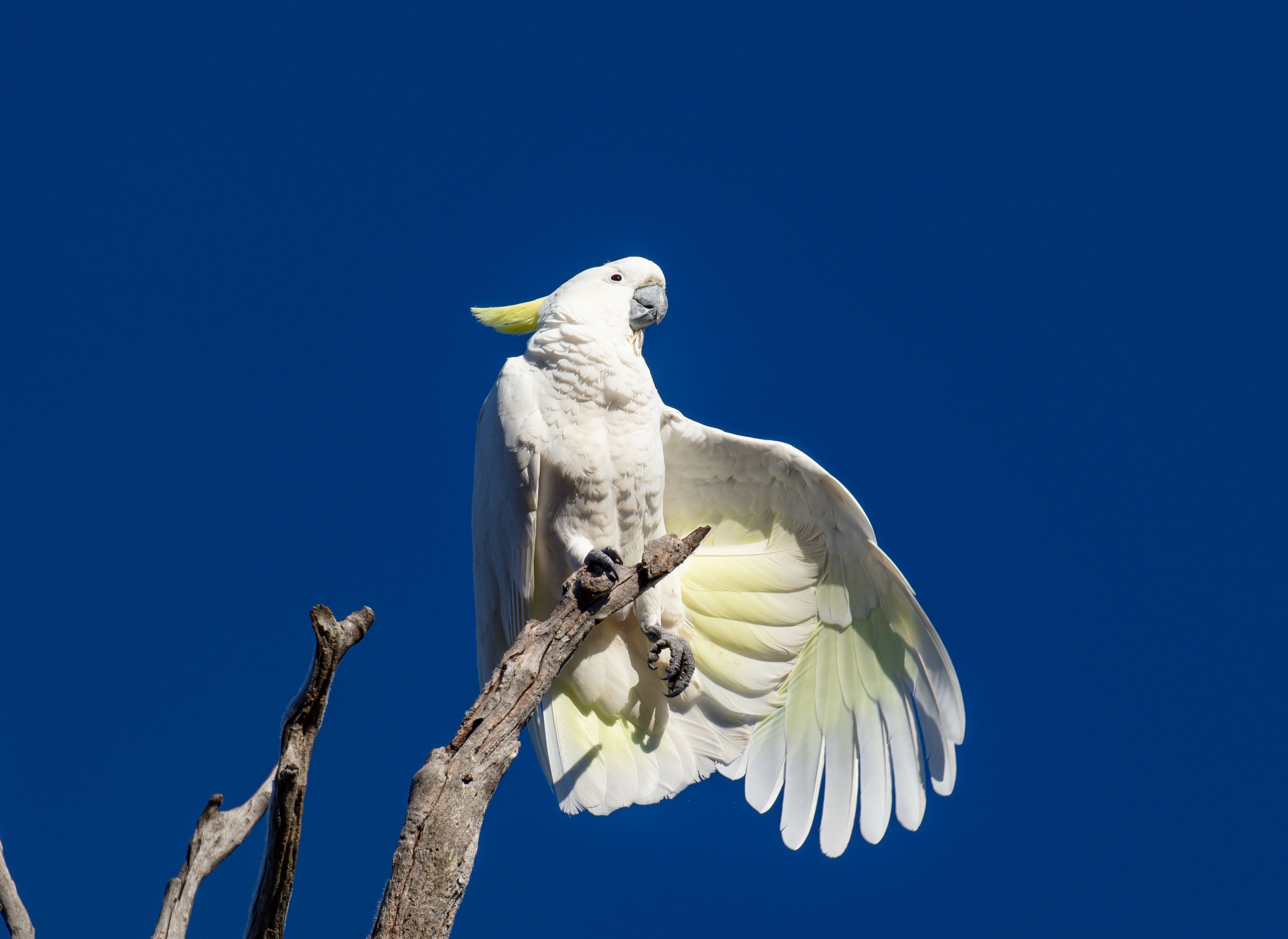 Sulphur-crested Cockatoo