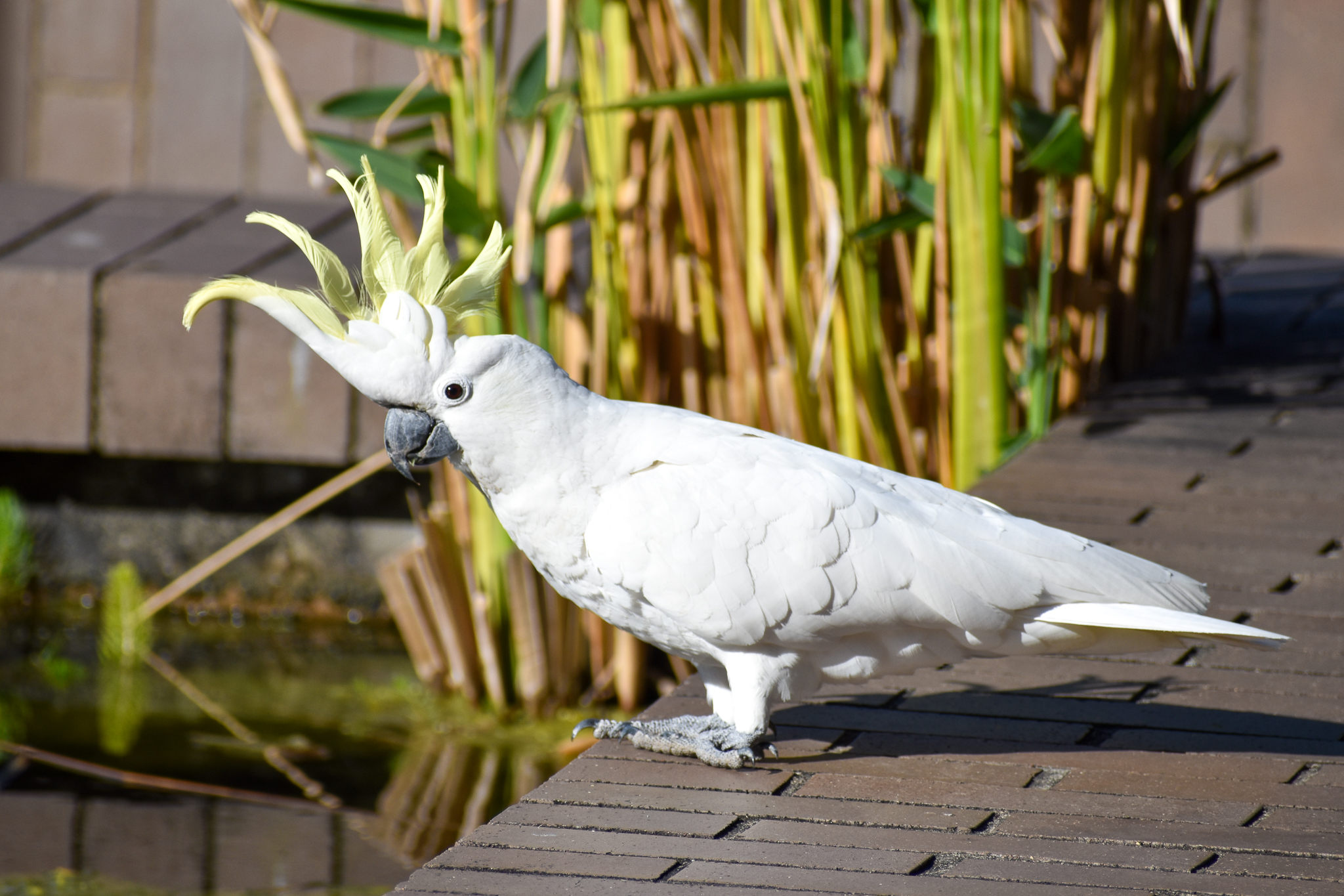 Sulphur-crested Cockatoo