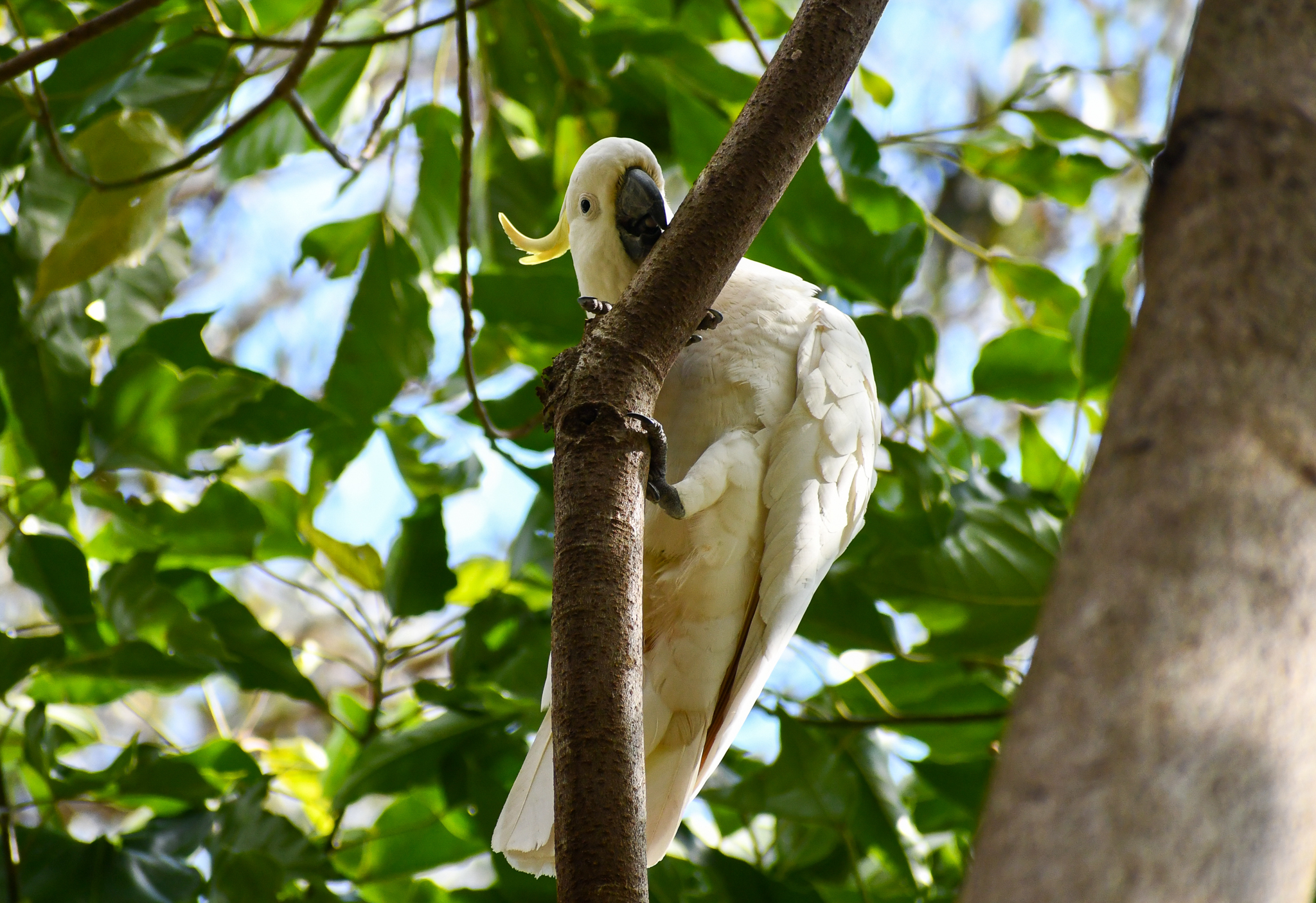Sulphur-crested Cockatoo
