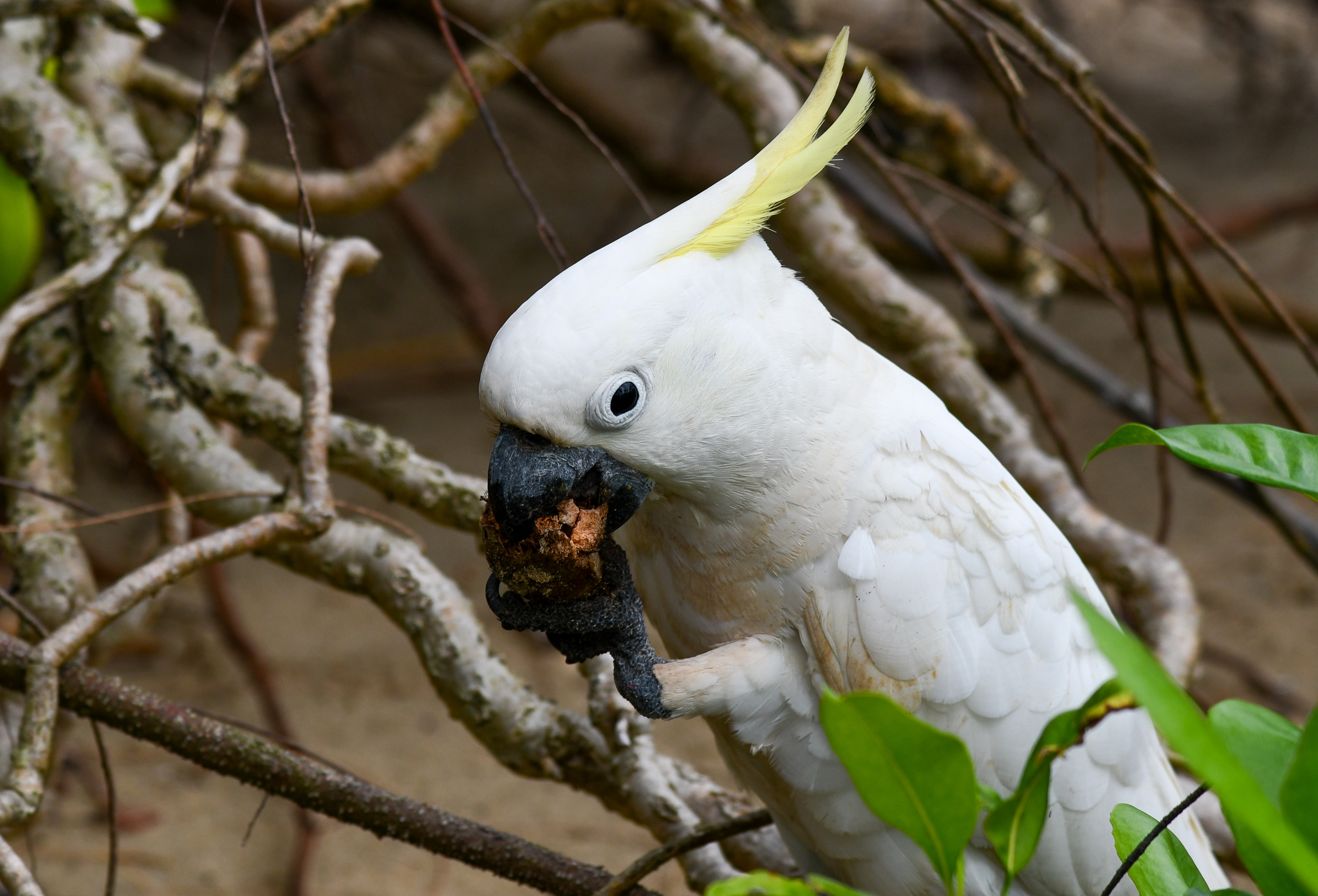 Sulphur-crested Cockatoo
