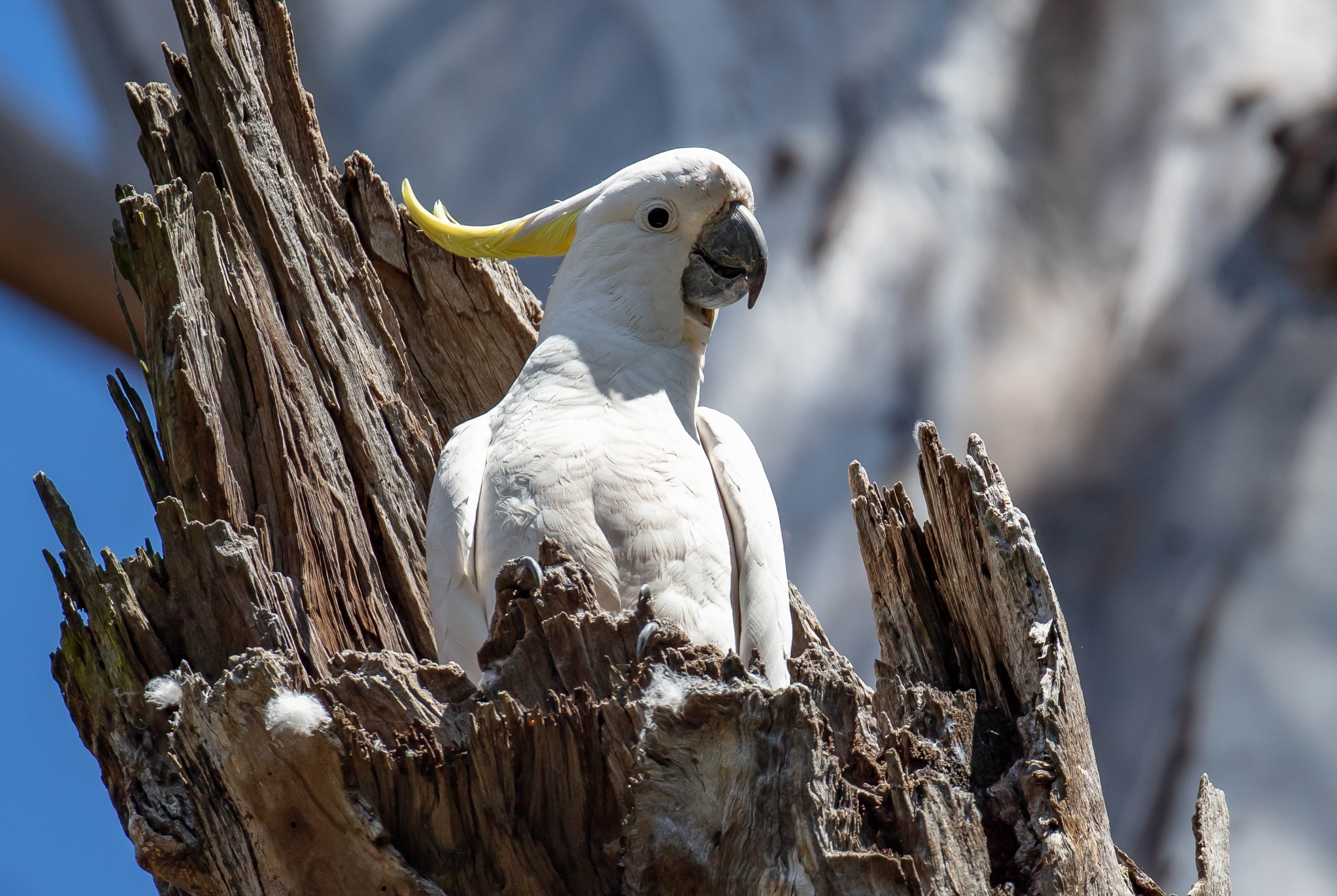 Sulphur-crested Cockatoo