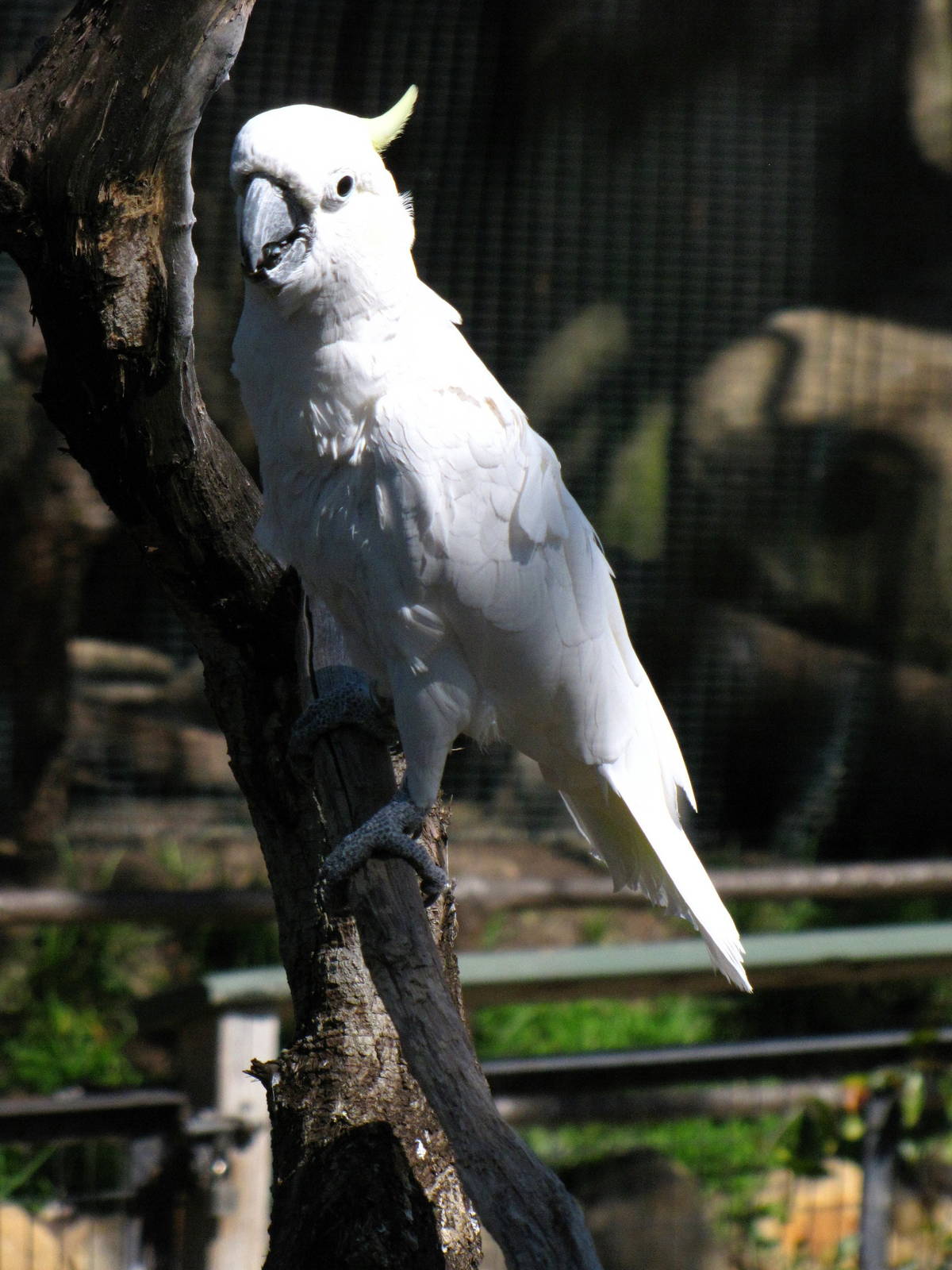Sulphur-crested Cockatoo