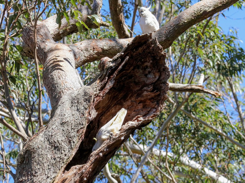 Sulphur-crested Cockatoos checking out a tree hollow