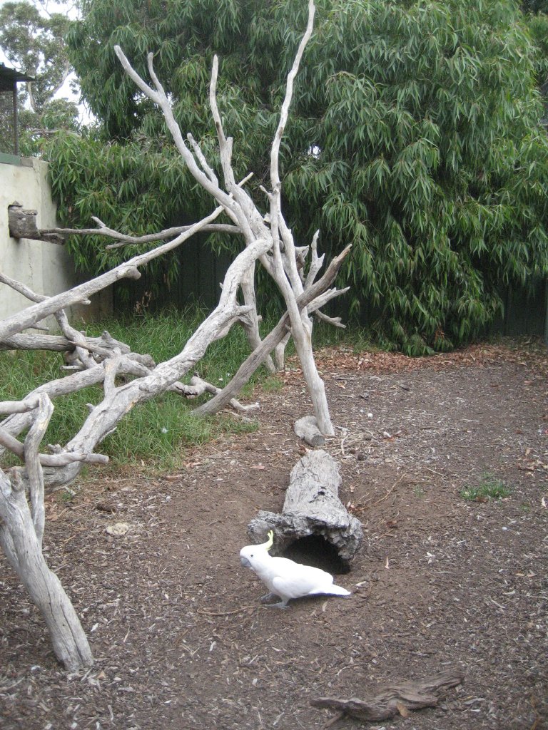 Sulphur-crested Cockatoos enclosure