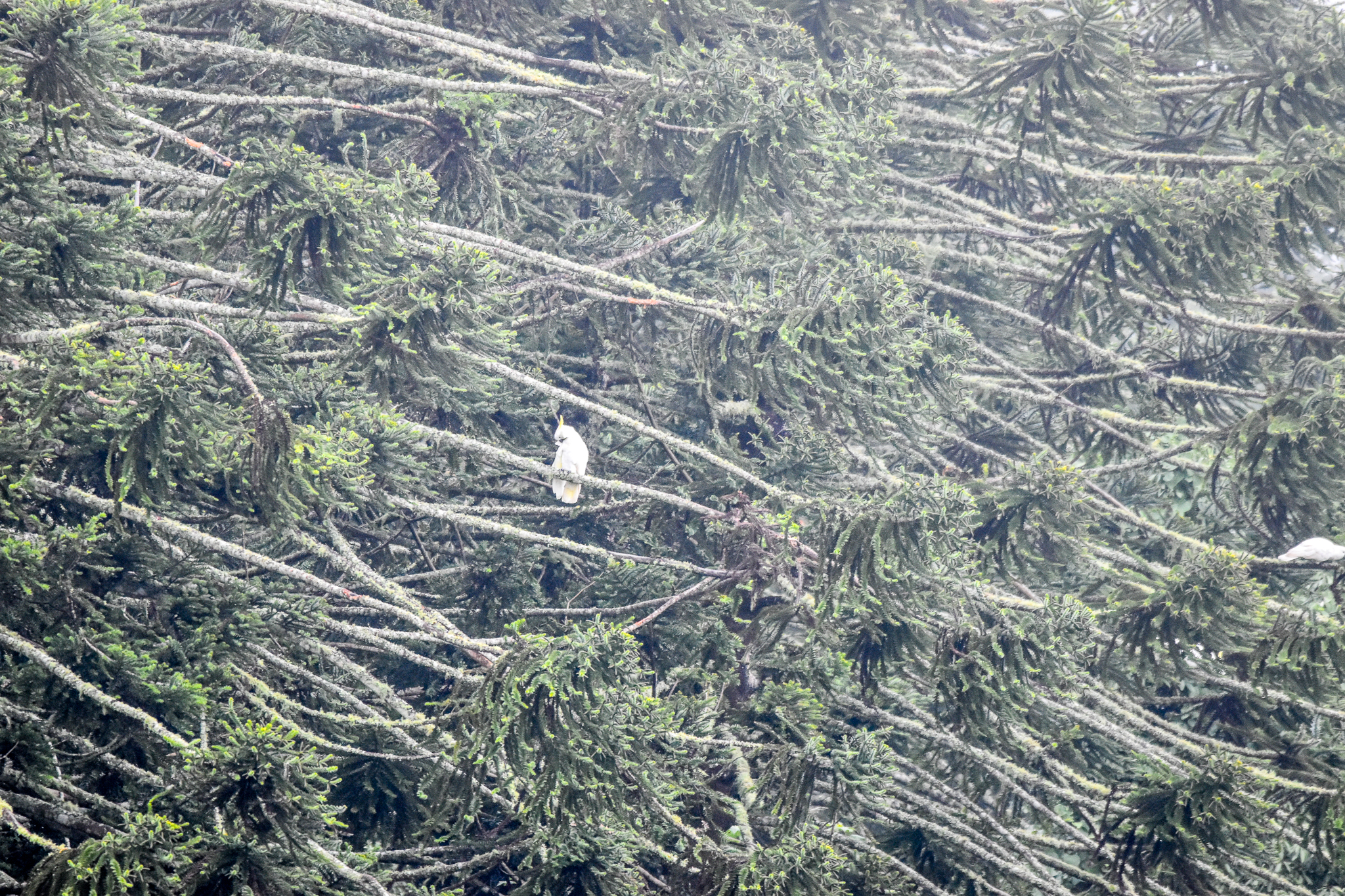 Sulphur-crested Cockatoos in Bunya Pines