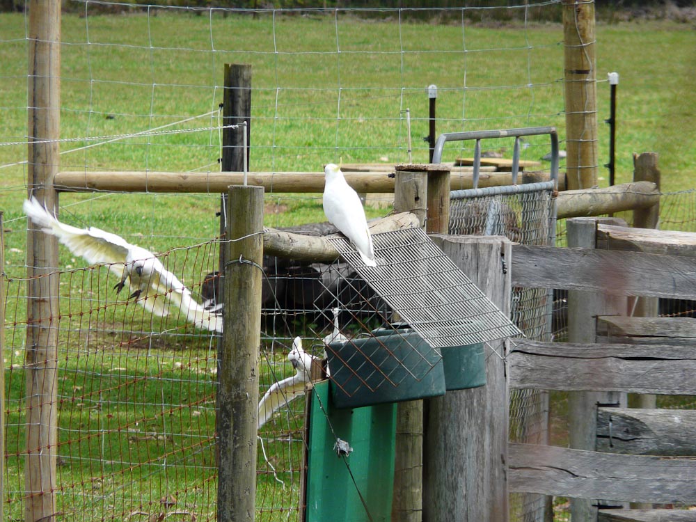 Sulphur-crested cockatoos - wild