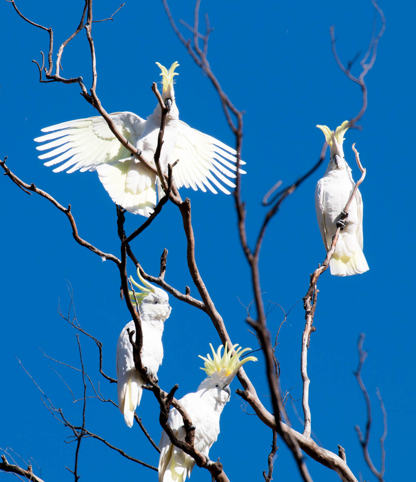 Sulphur-crested Cockatoos