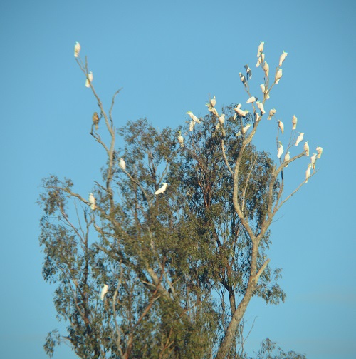 Sulphur-crested cockatoos