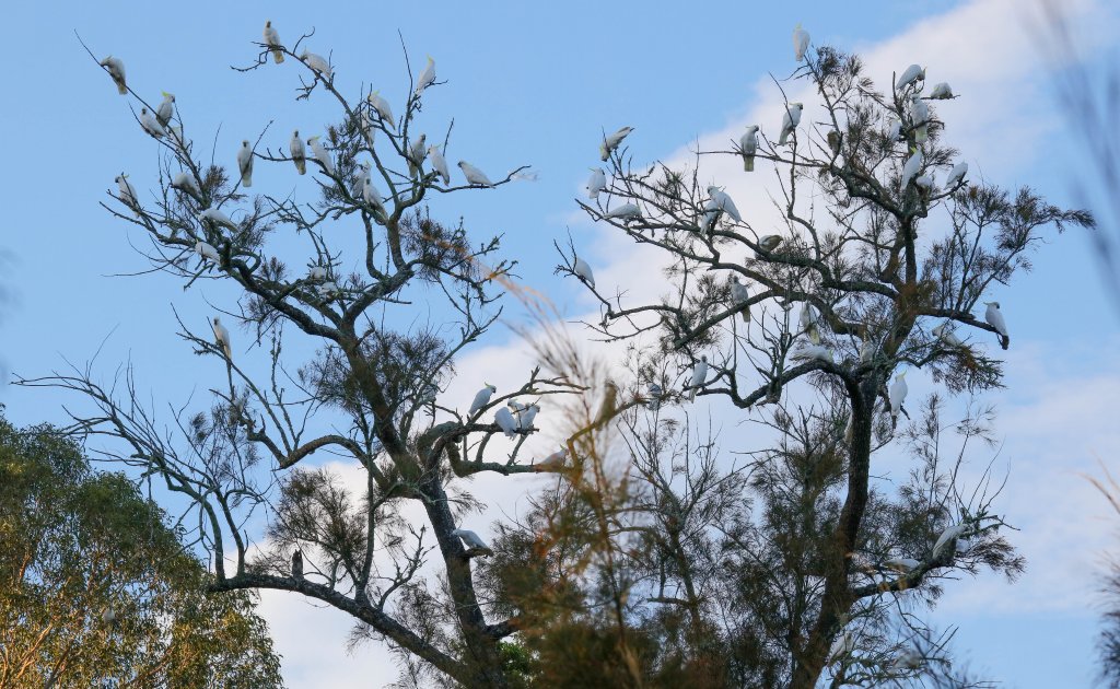 Sulphur-crested Cockatoos