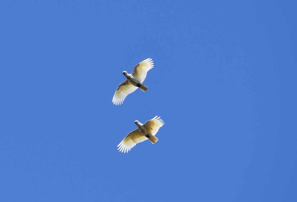 Sulphur-crested Cockatoos
