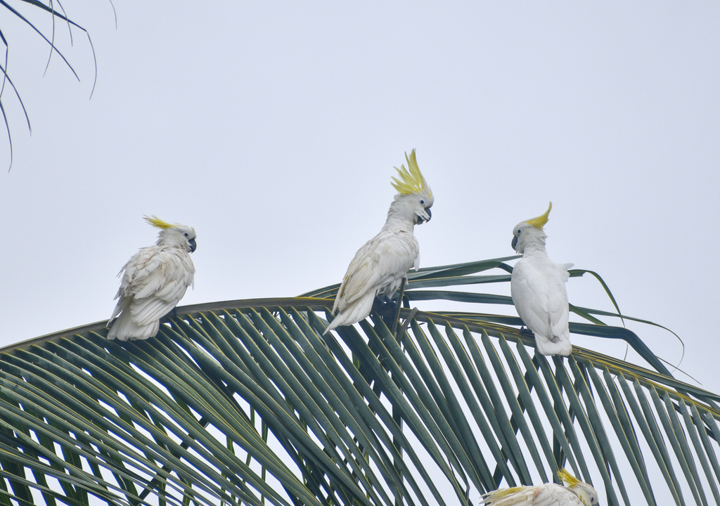 Sulphur-crested Cockatoos