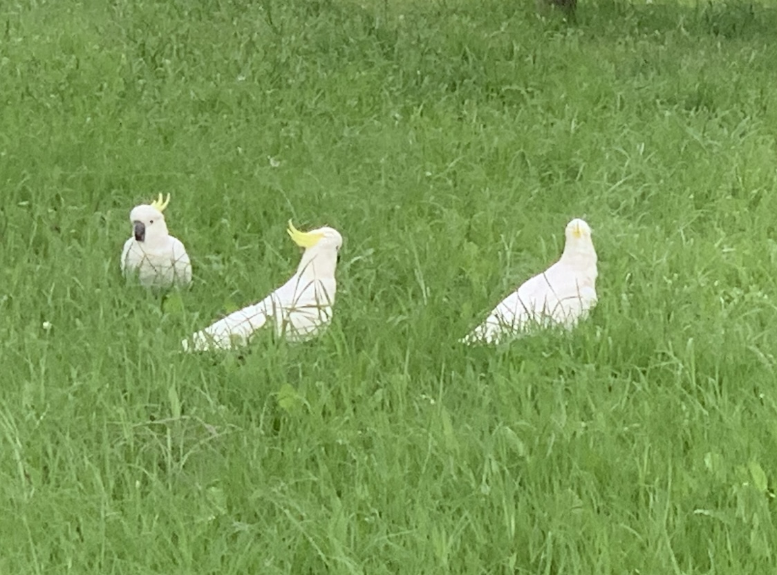 Sulphur-crested cockatoos