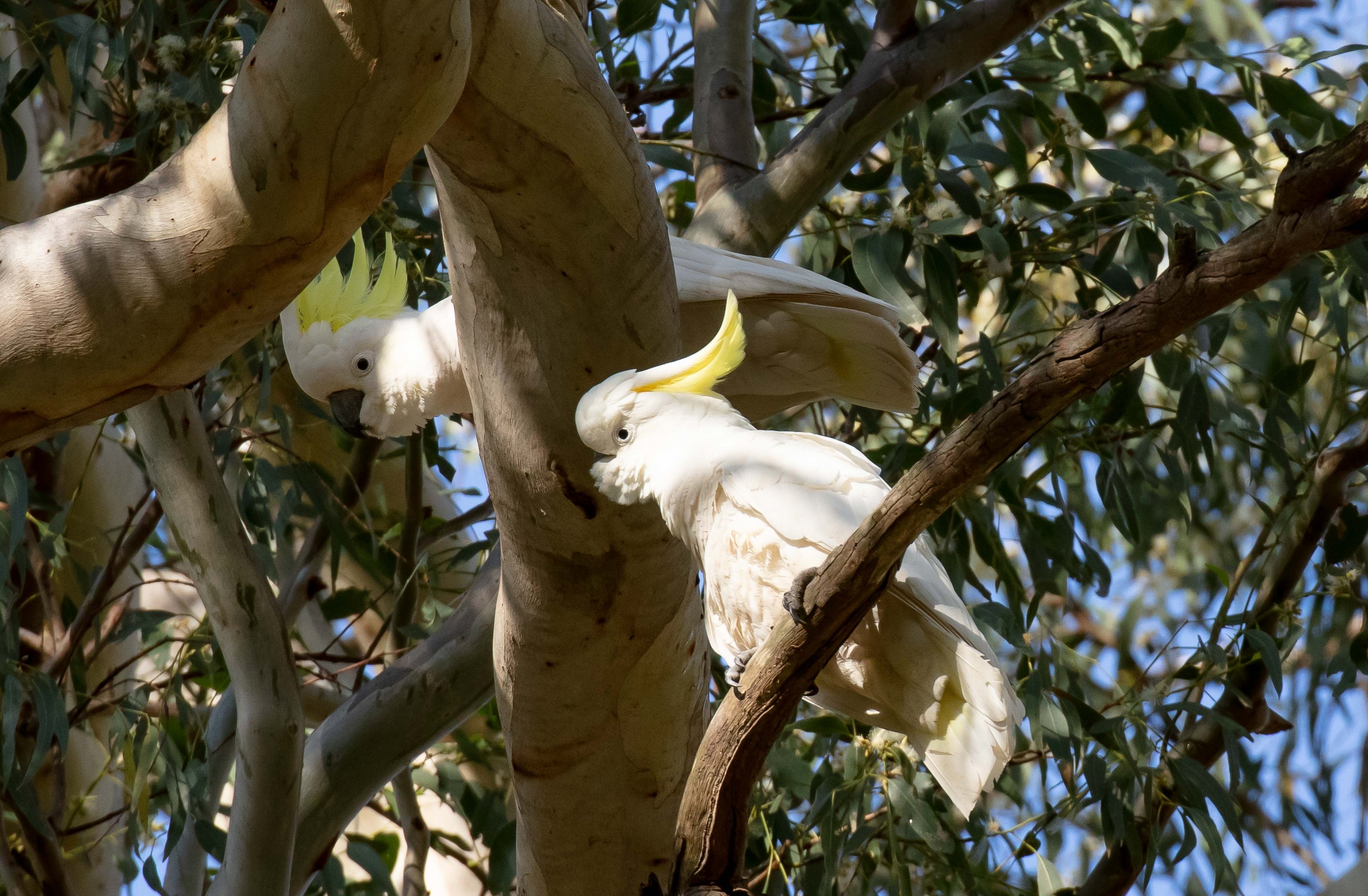 Sulphur-crested Cockatoos