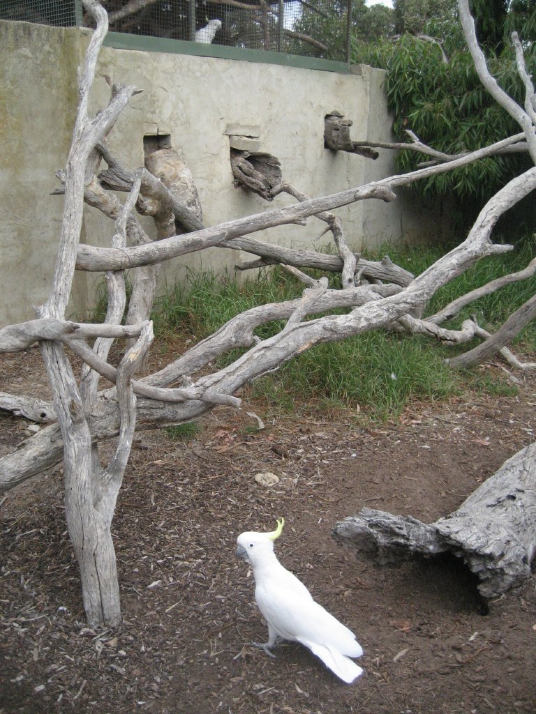 Sulphur-crested Cockatoos