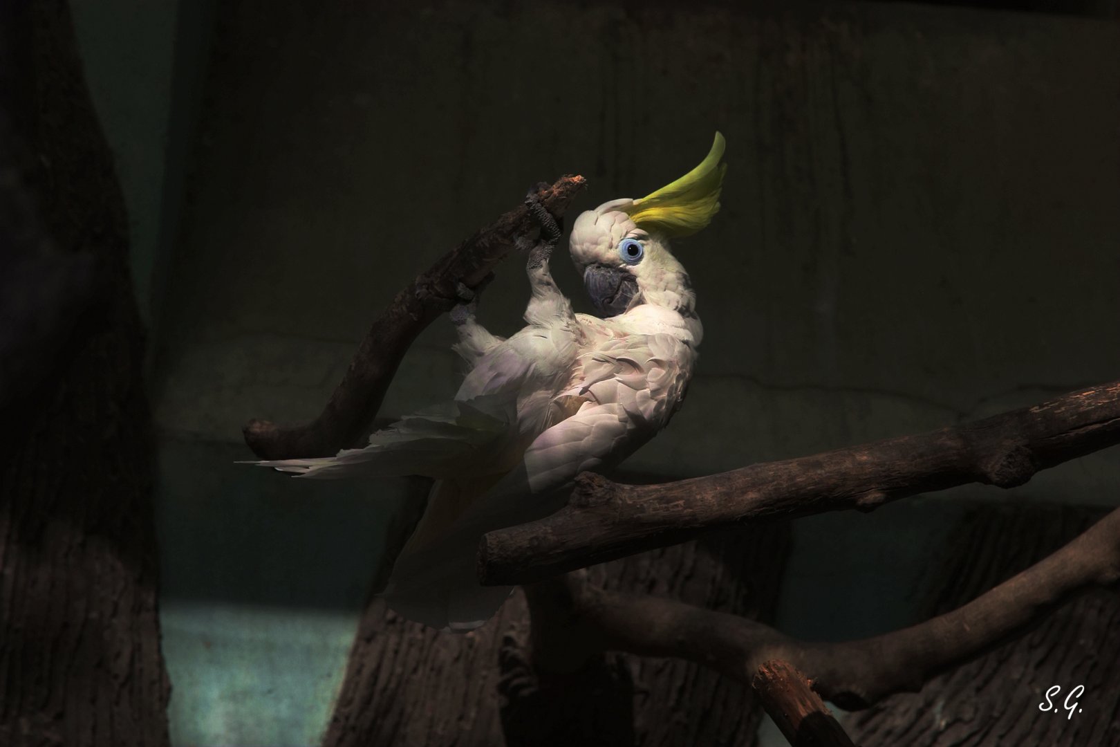 Sulphur-crested cuckatoo