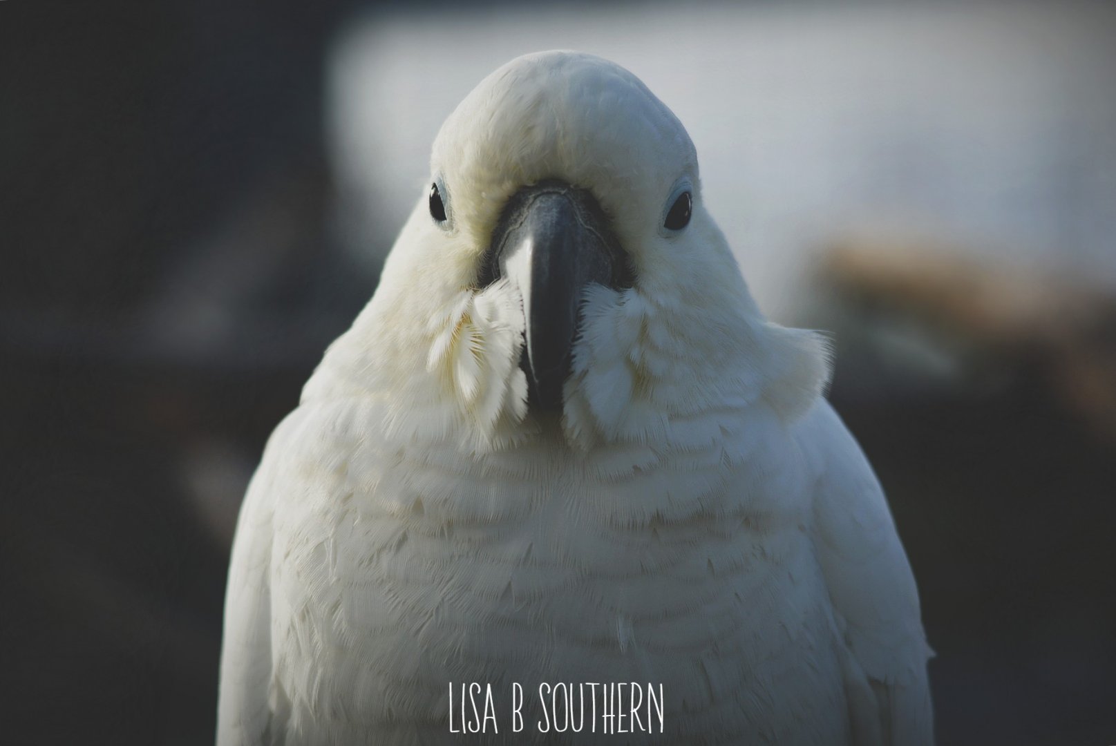 sulphur crestred cockatoo
