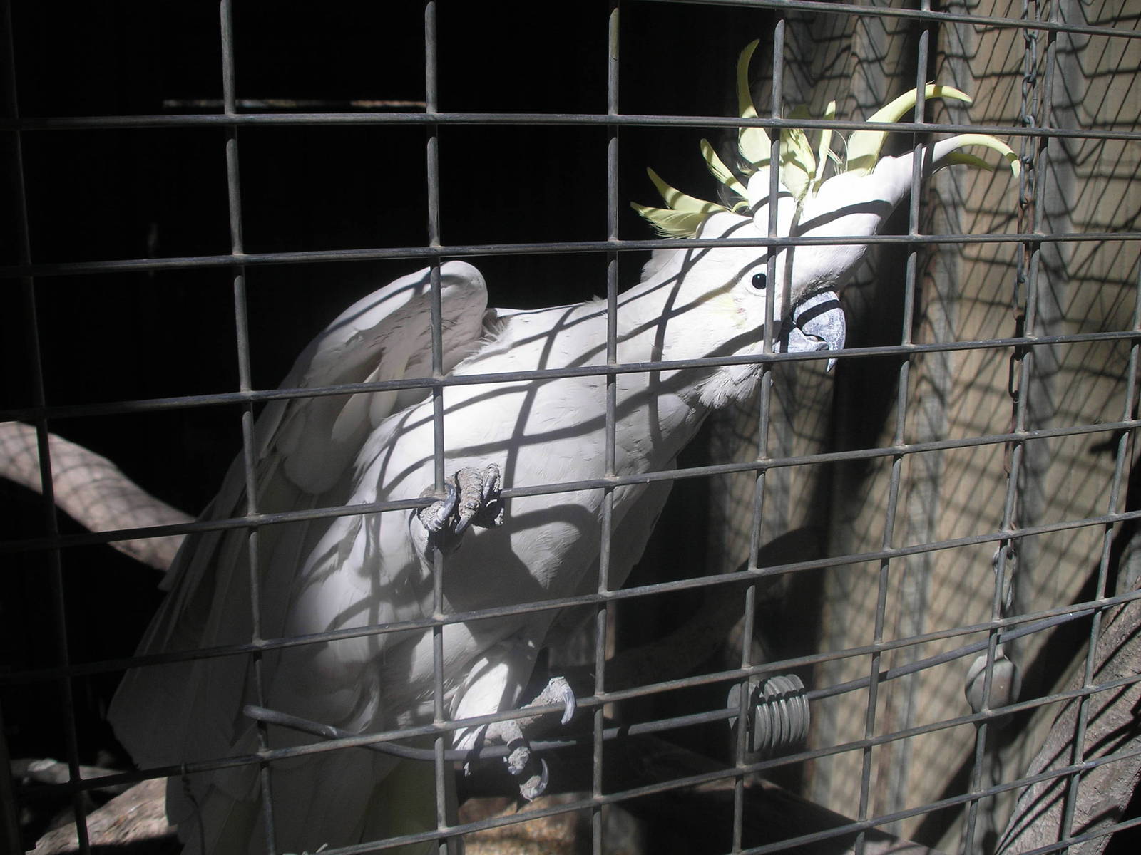 Sulphur - Humbug Scrub