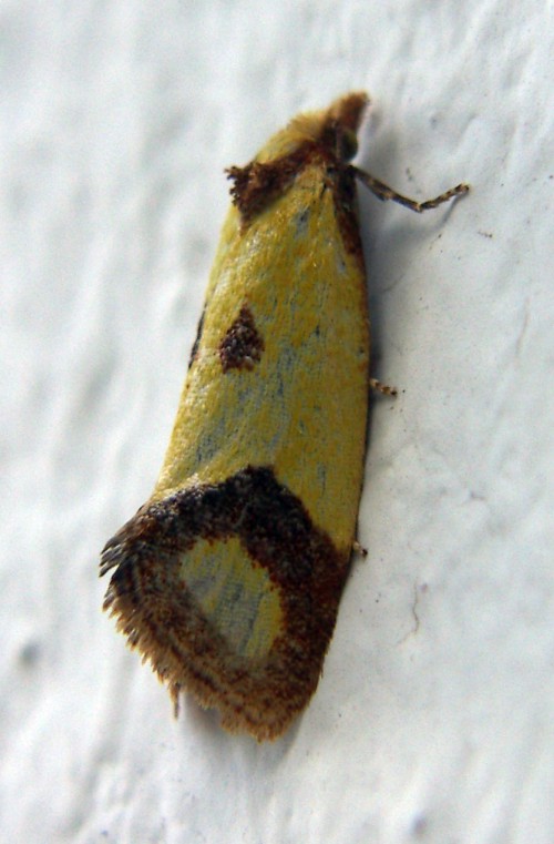 Sulphur Knapweed Moth (Agapeta zoegana)