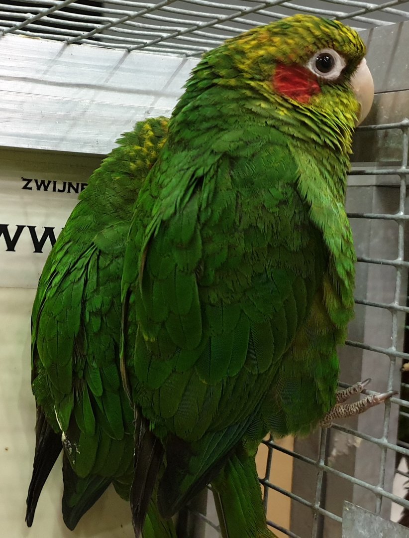 Sulphur-winged parakeets - Pyrrhura hoffmanni