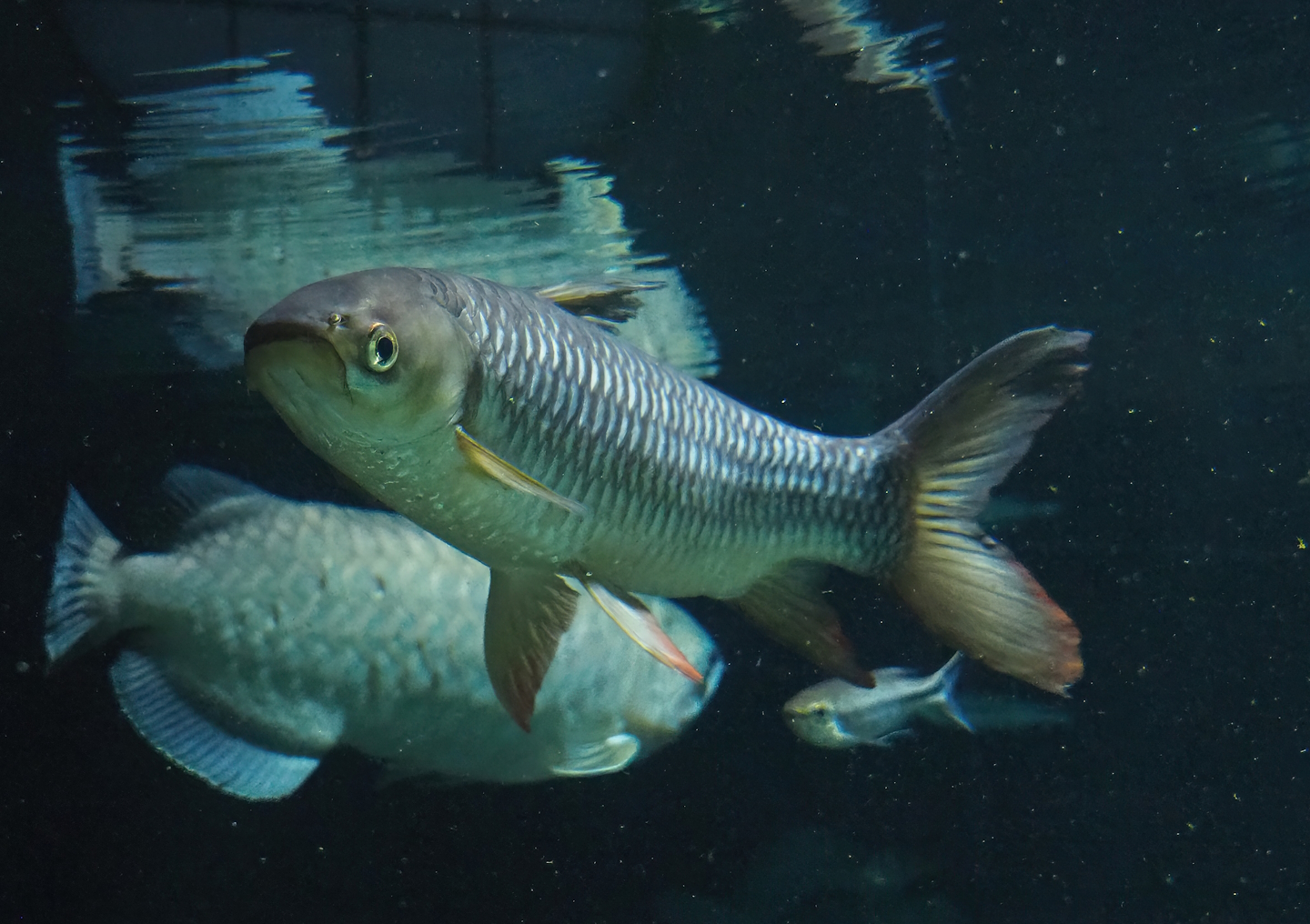 Sultan barb (Leptobarbus rubripinna), 2022-09-04