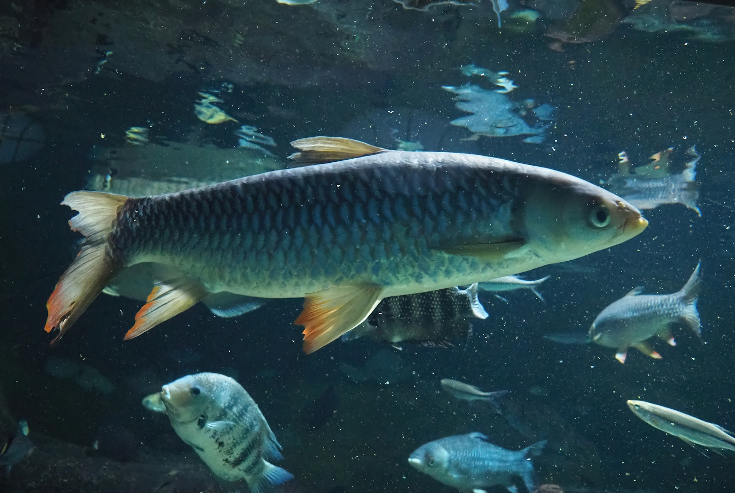 Sultan barb (Leptobarbus rubripinna), 2022-09-04