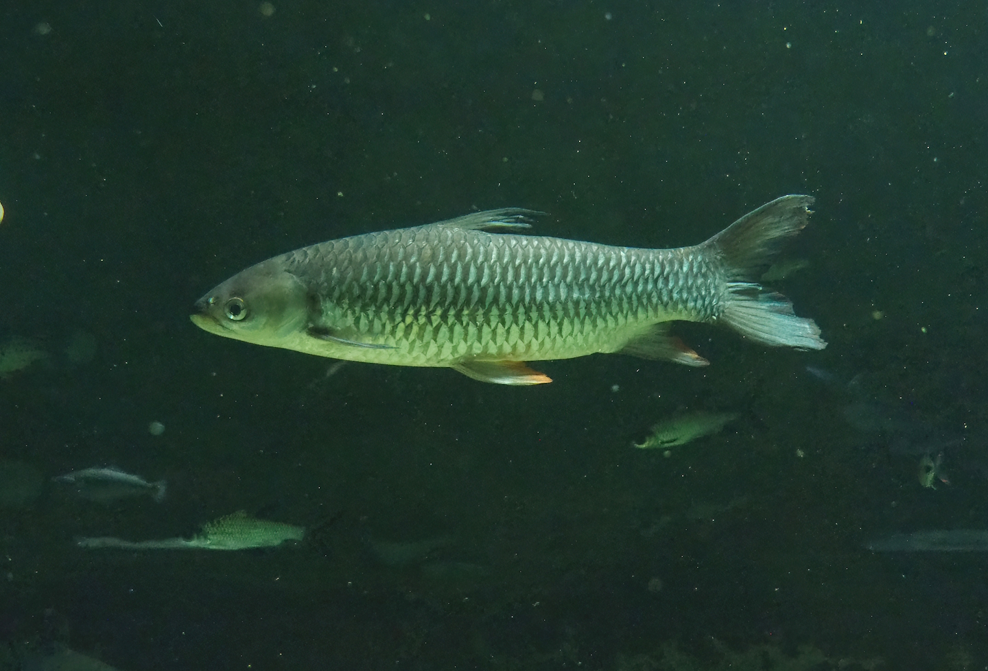 Sultan barb (Leptobarbus rubripinna), 2023-04-08
