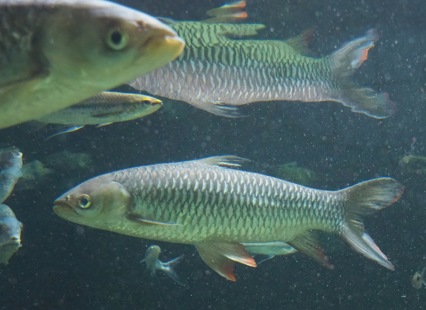 Sultan barb (Leptobarbus rubripinna), 2023-07-02