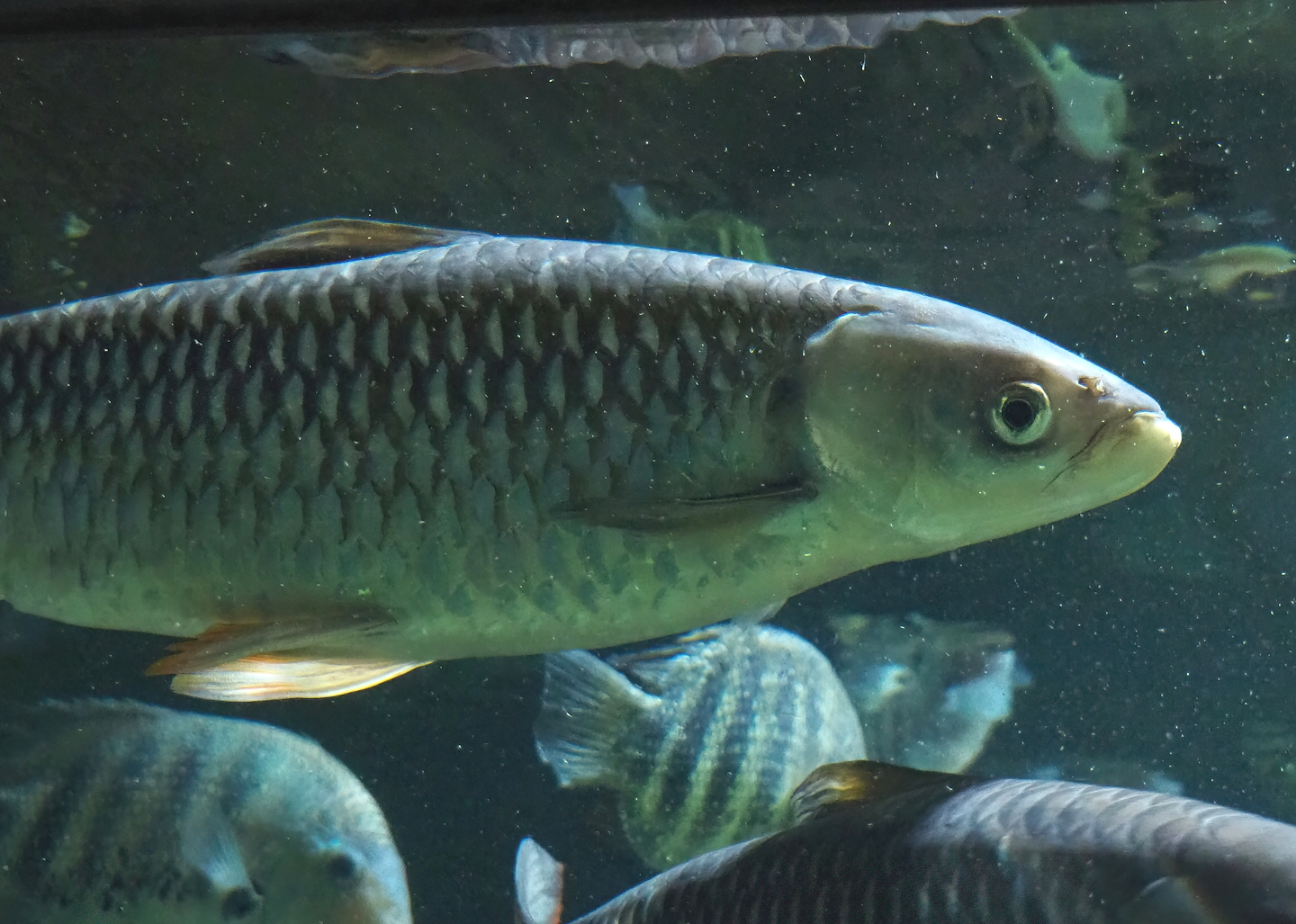 Sultan barb (Leptobarbus rubripinna), 2023-07-02