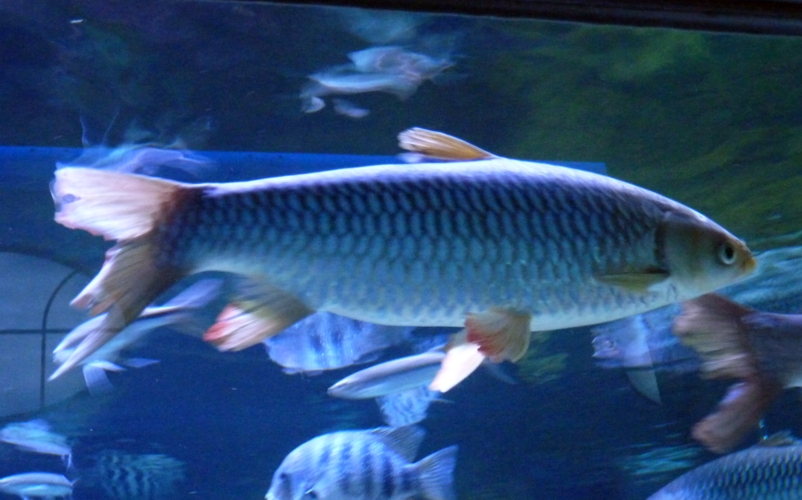 Sultan fish (Leptobarbus hoevenii)???