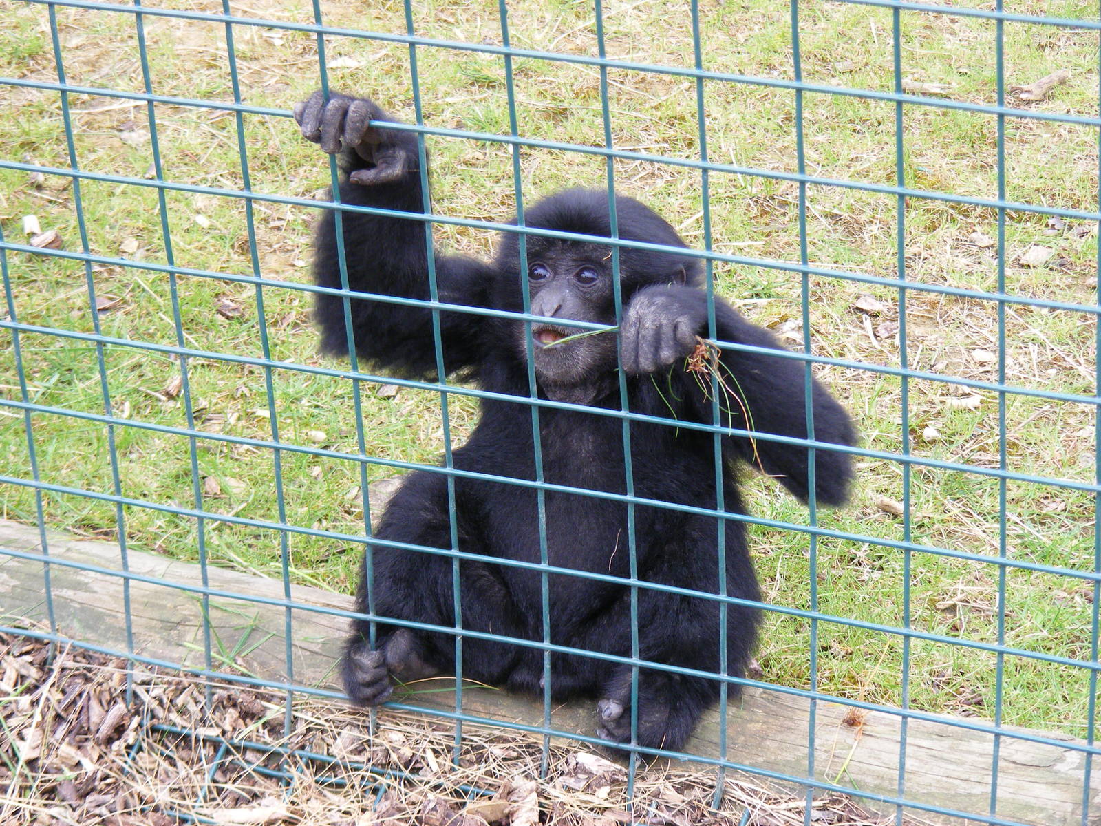 Sultana the siamang gibbon at Noah's Ark Zoo Farm, 1 May 2010