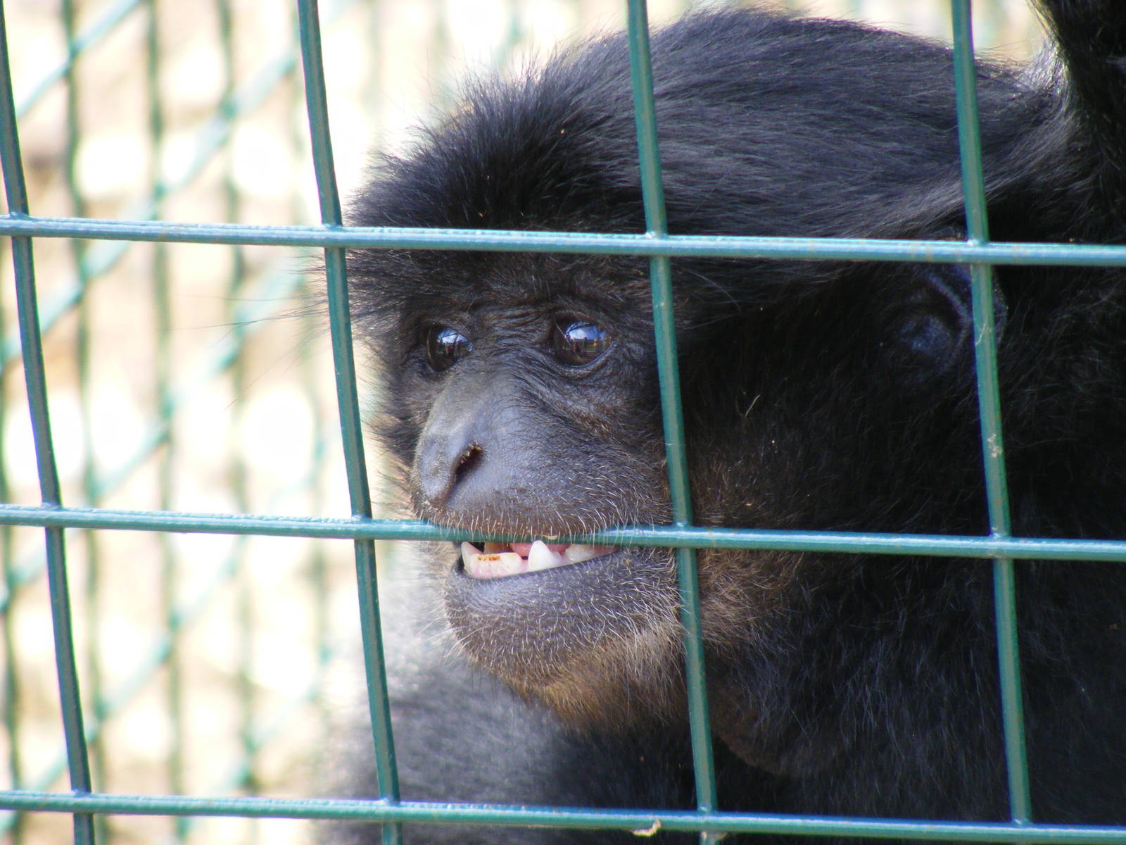 Sultana the Siamang gibbon at Noah's Ark Zoo Farm, 31 July 2010