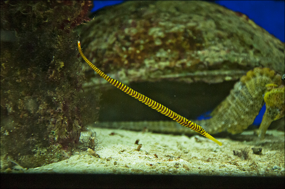 Sulu Syngnathid at Münster