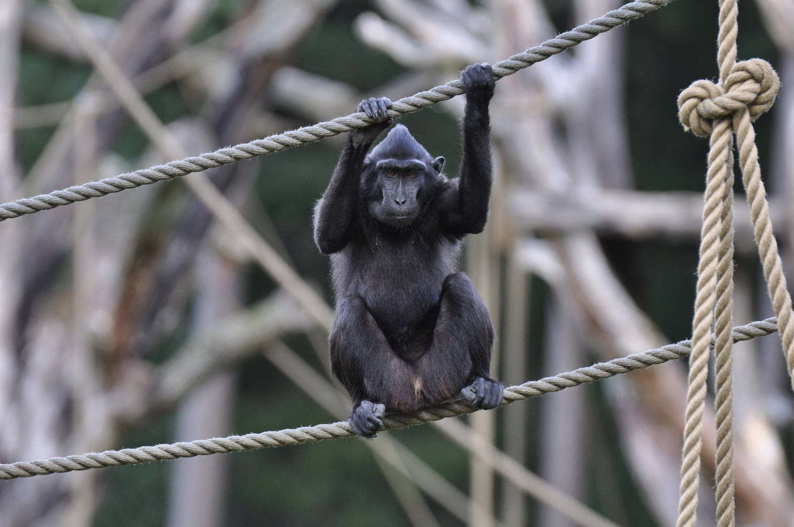Suluweise Macaque (Macaca nigra)