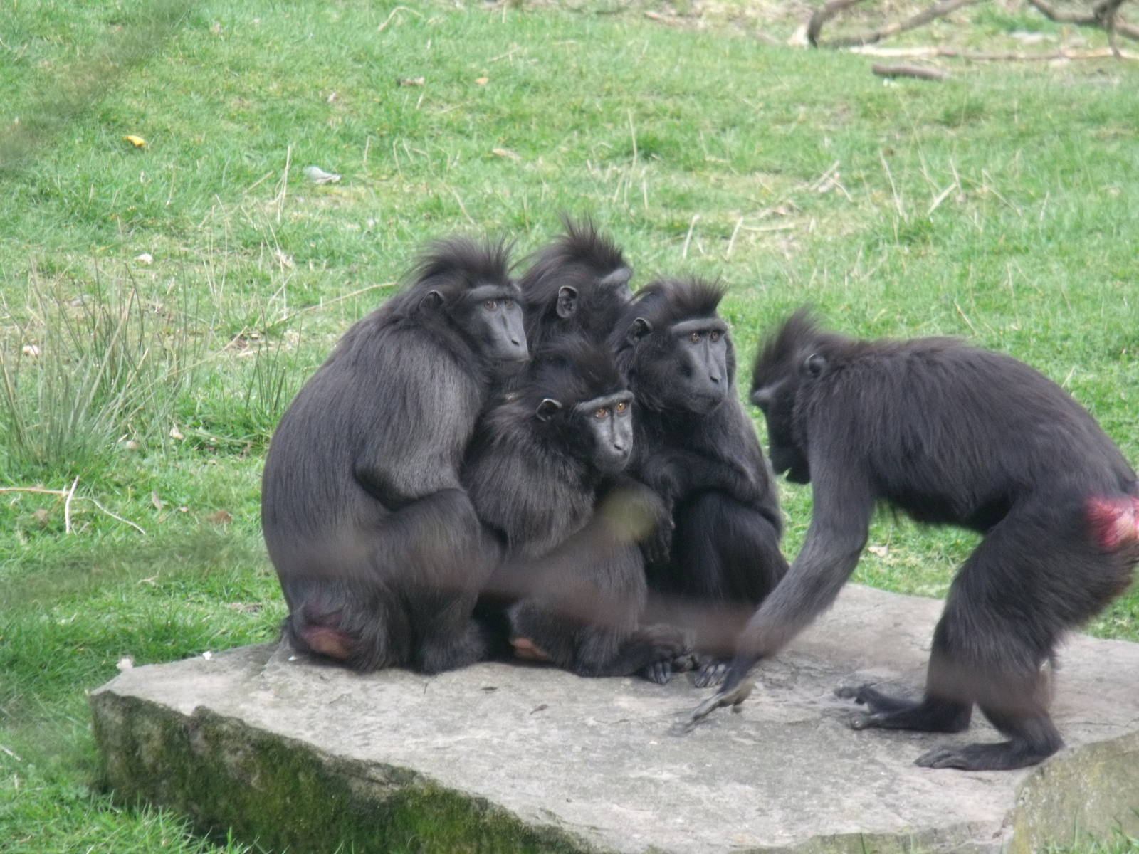Sulwasei crested macaques