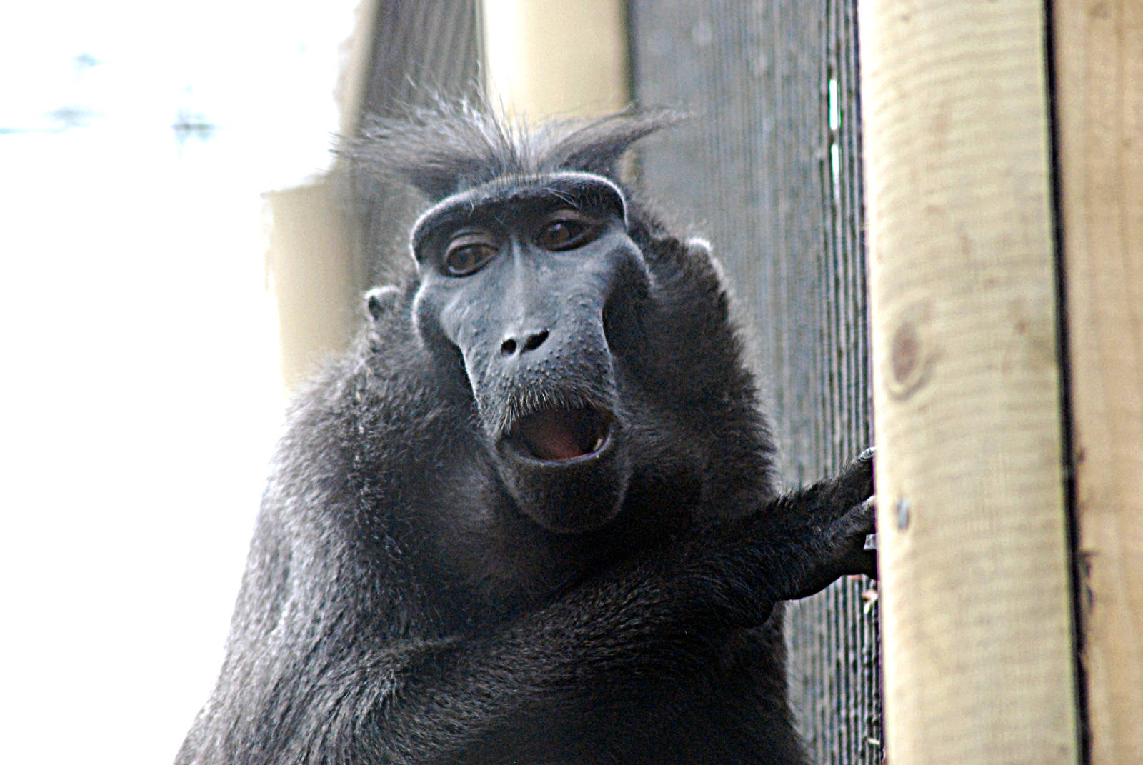 SULWESI MACAQUE