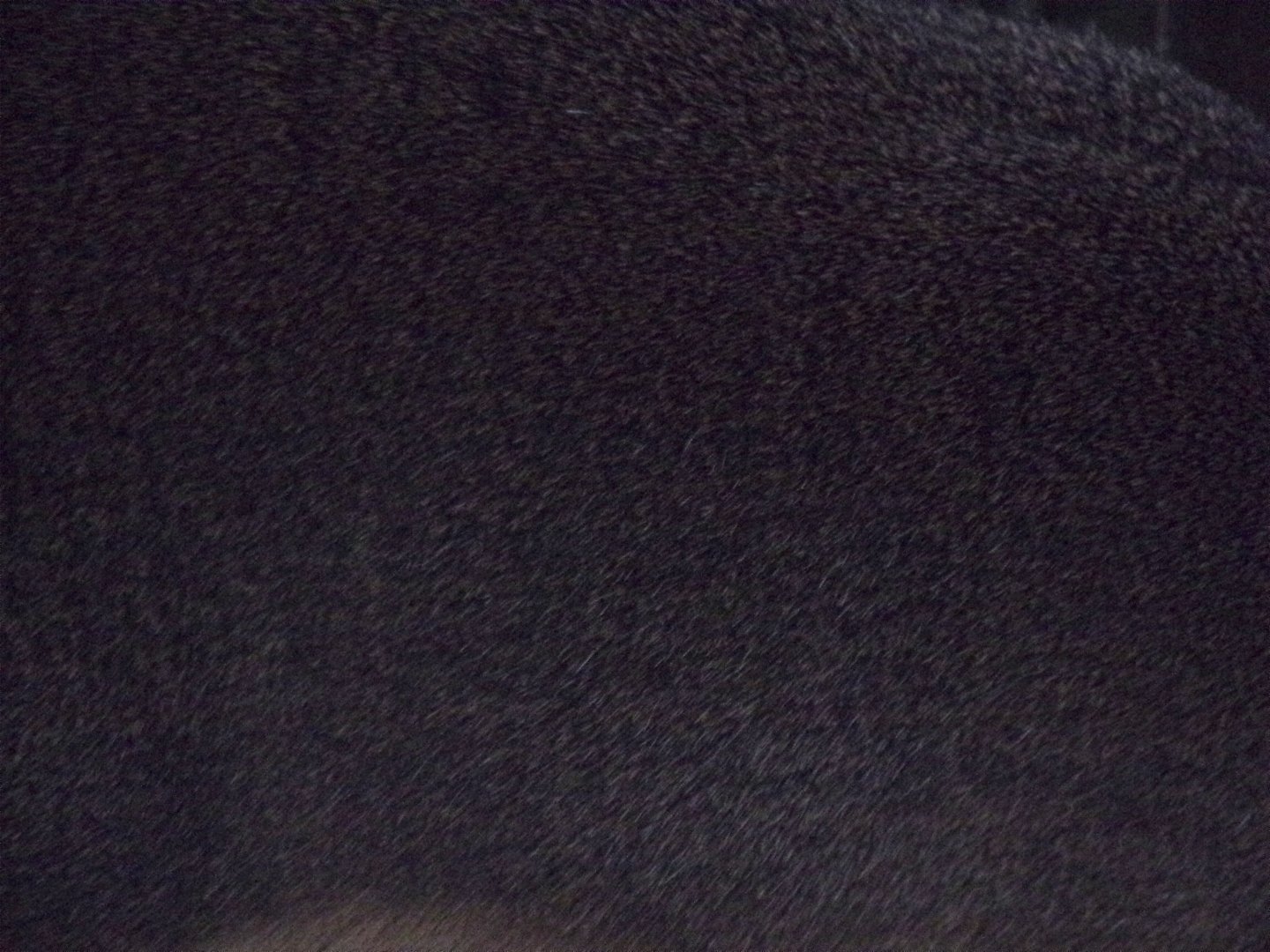 Sum bear closeup 27.12.24