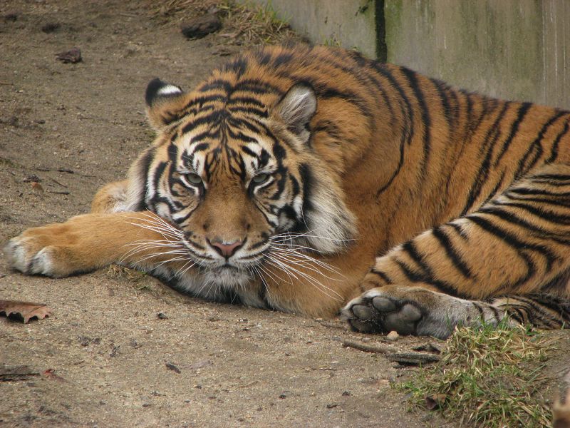Suma at Jihlava zoo