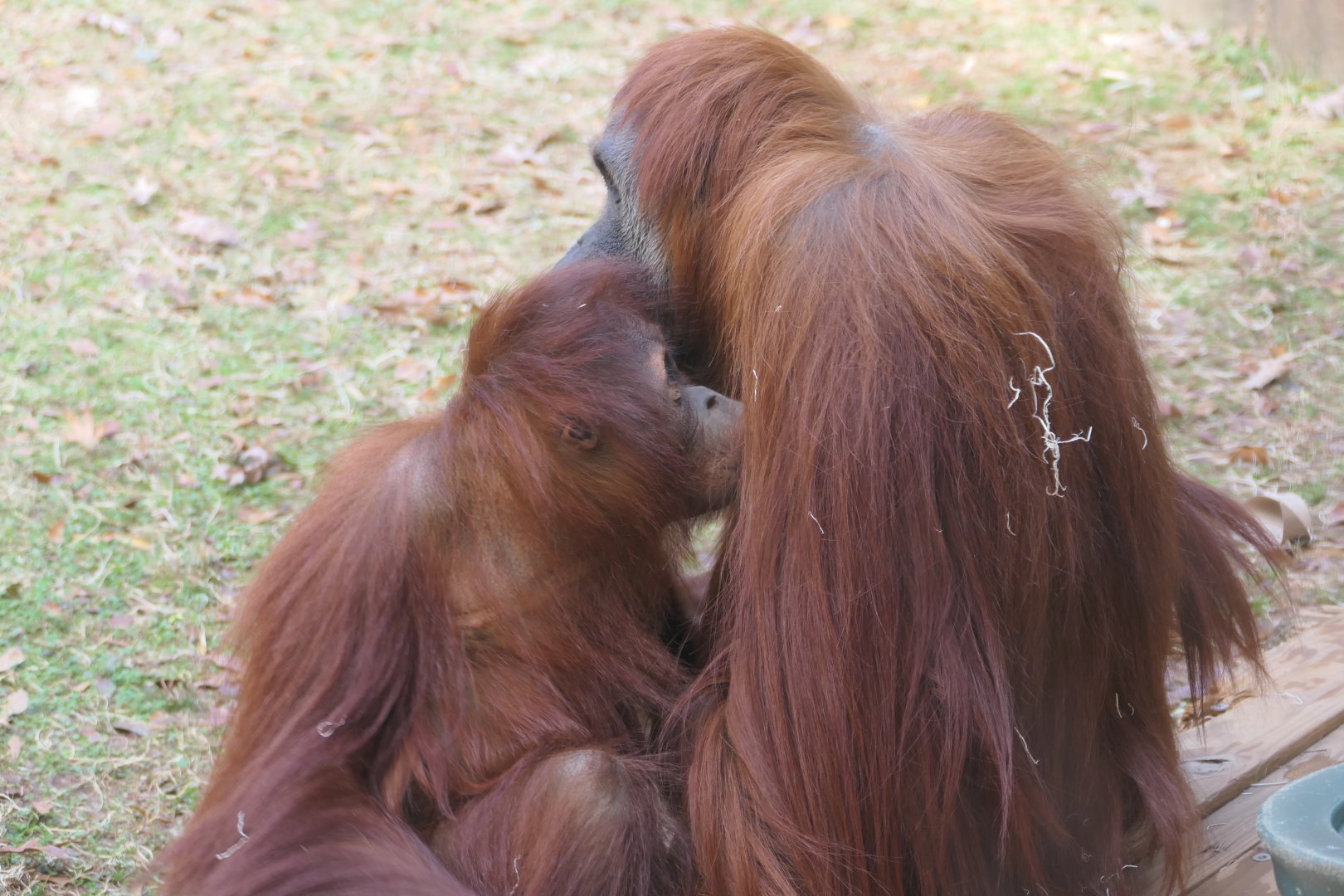 Sumantran Orangutan feeding