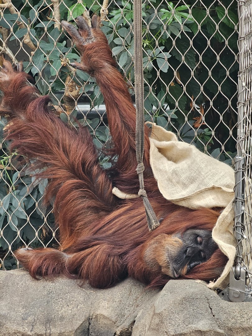 Sumartan Orangutan