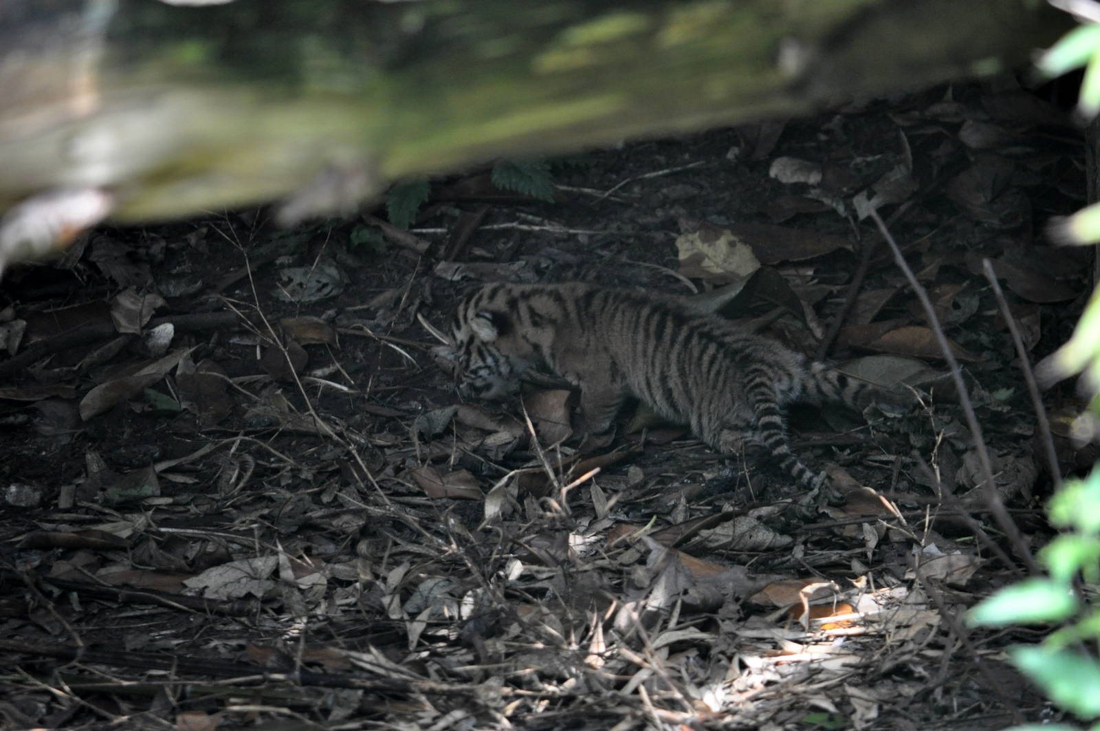 Sumartran Tiger Cub at Nine Days Old