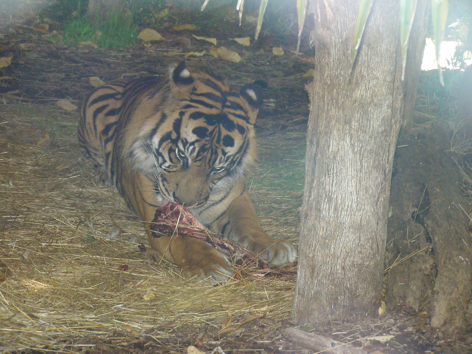 Sumartran Tiger