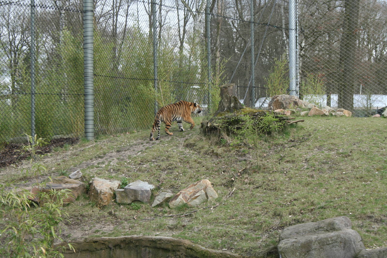 Sumatan tiger exhibit 1