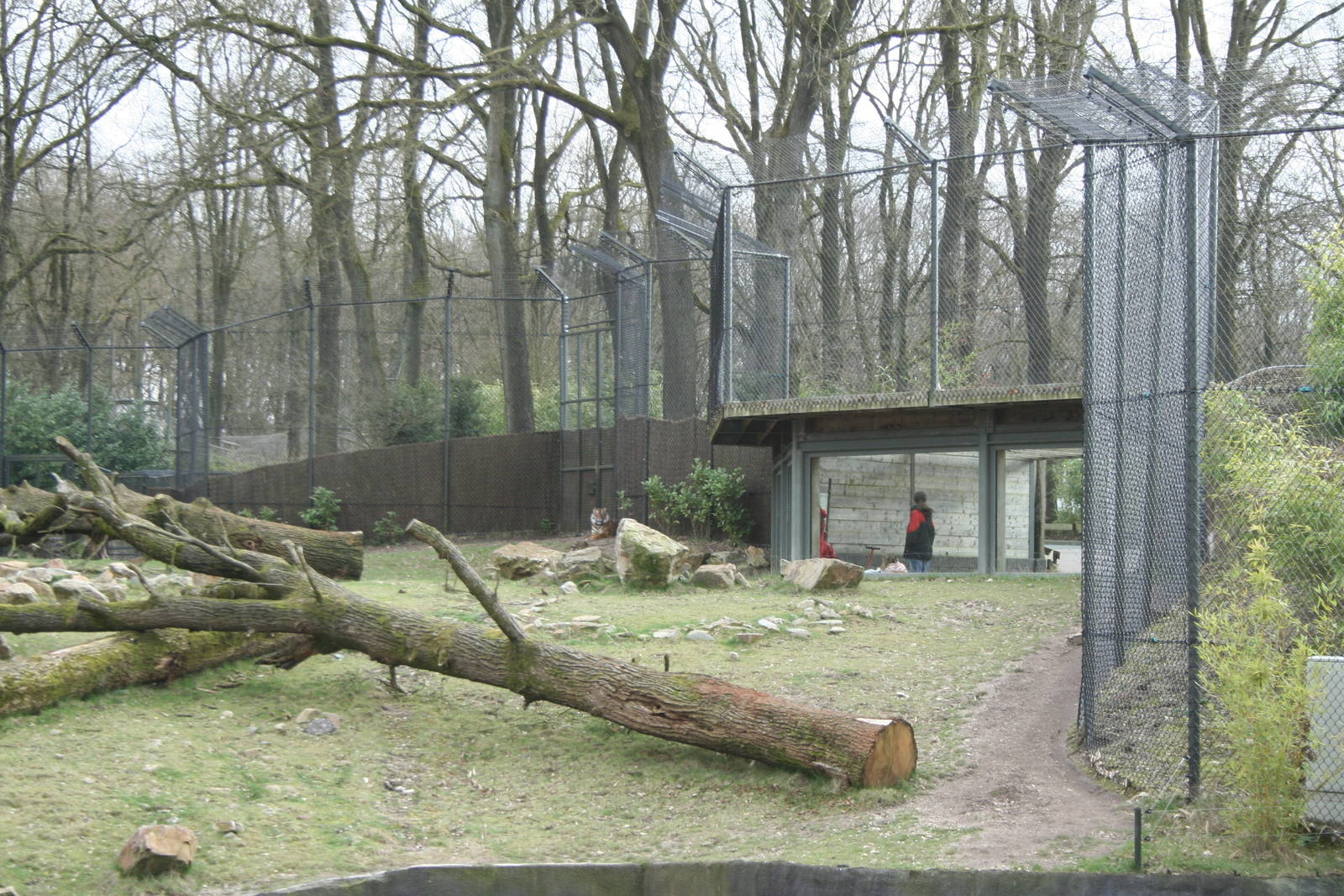 Sumatan tiger exhibit 2